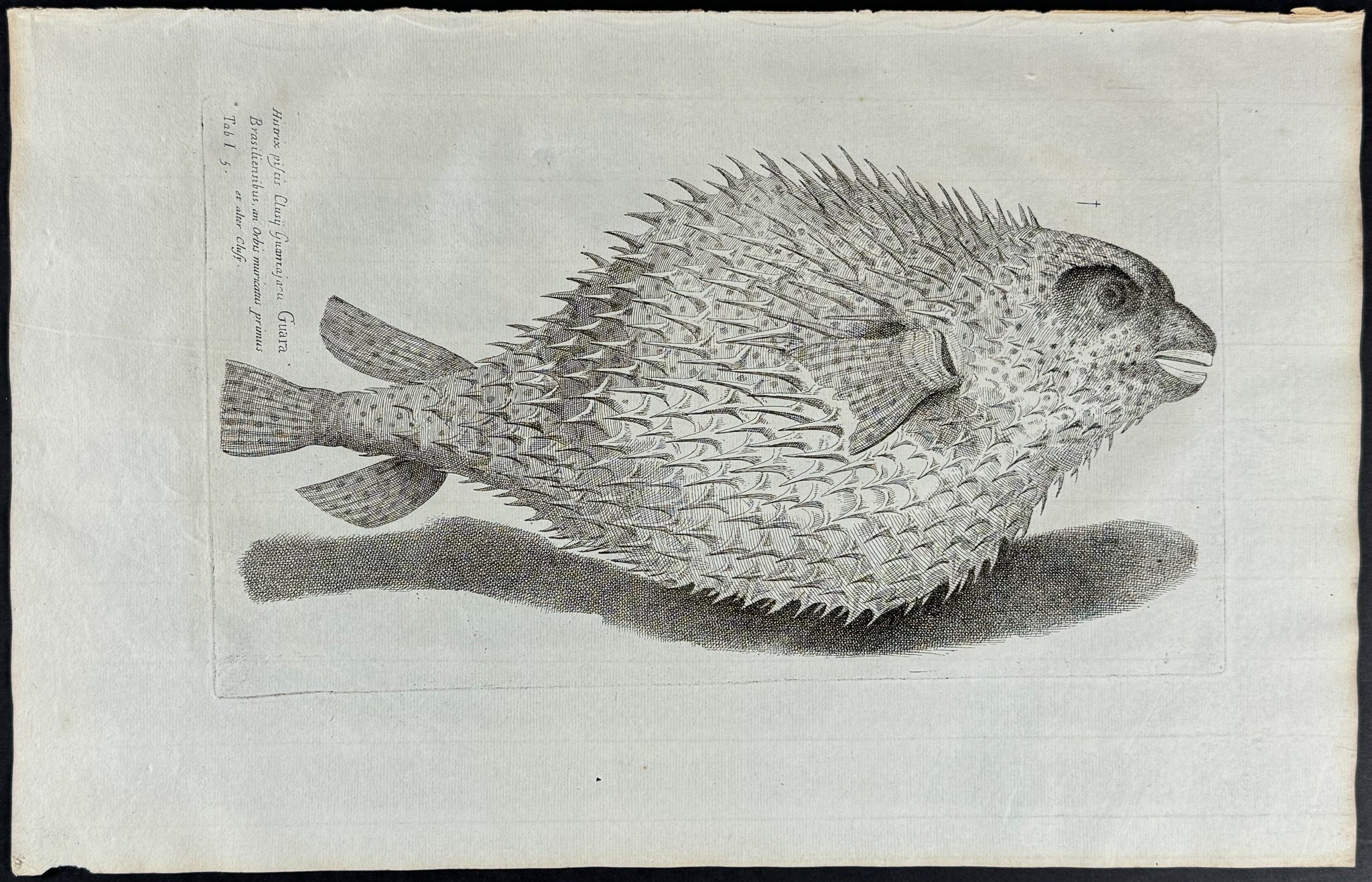 Blowfish or Puffer Fish