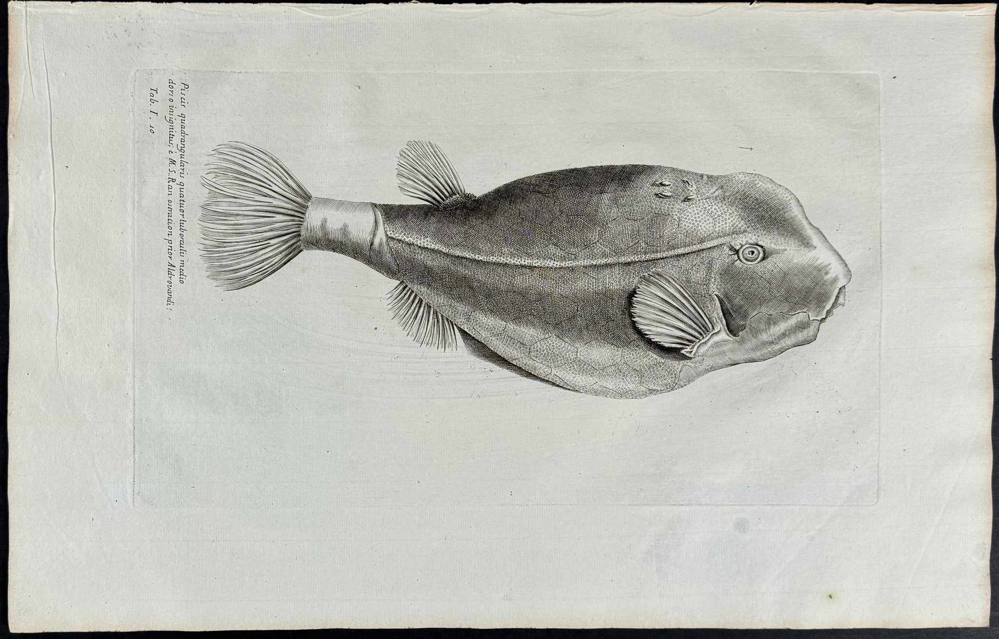 Fish or Sea Life