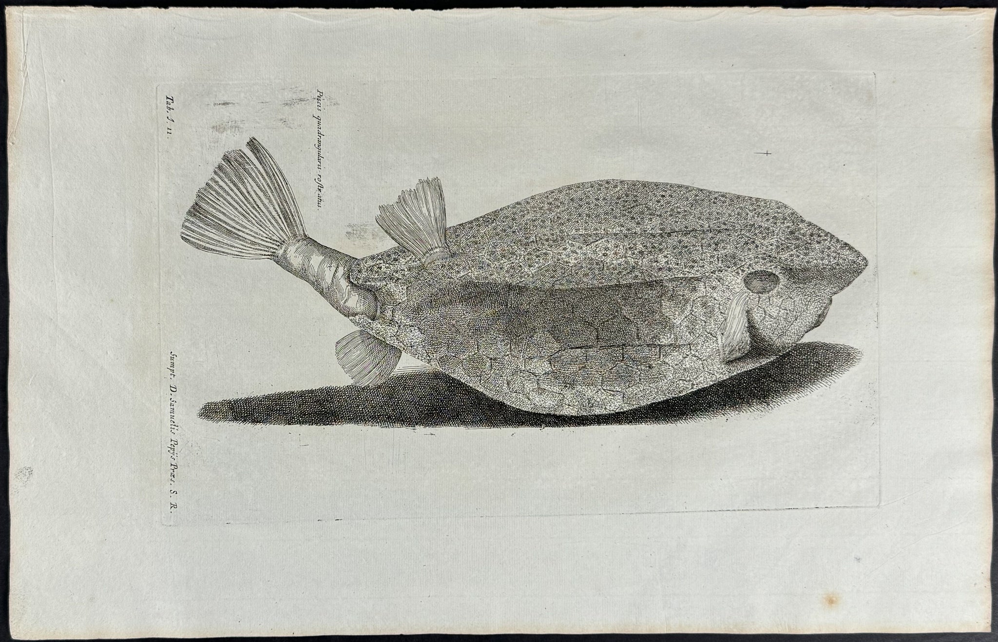 Fish or Sea Life
