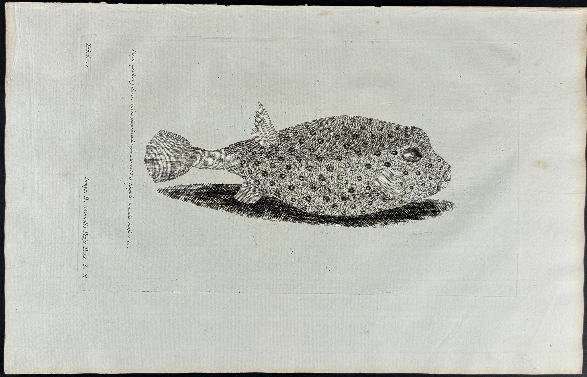 Fish or Sea Life