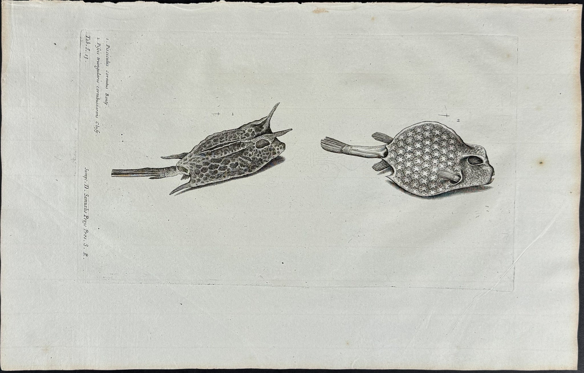 Fish or Sea Life