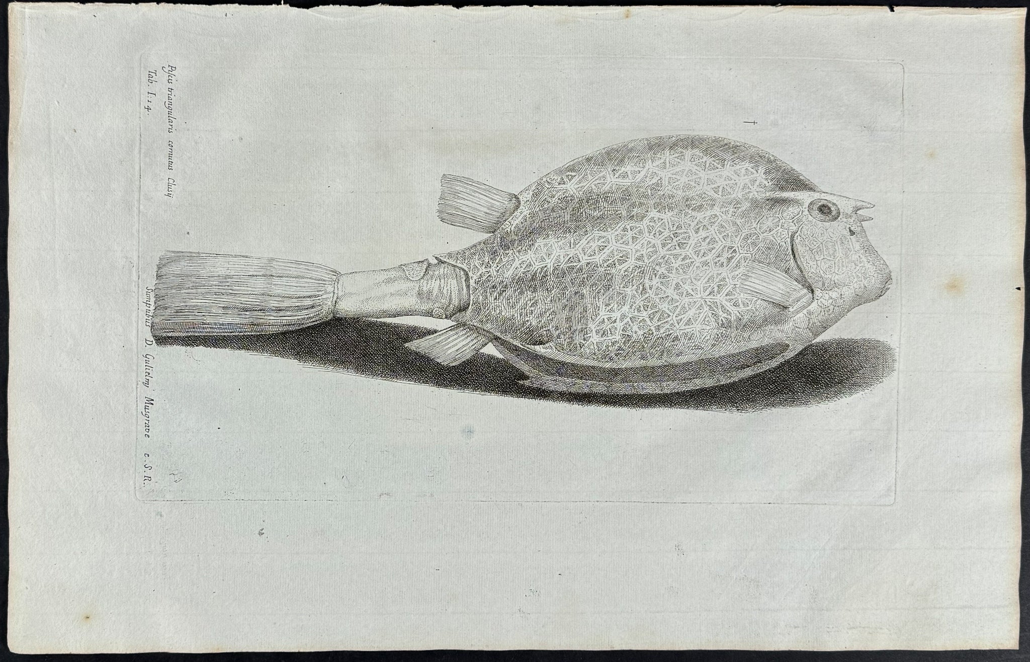 Fish or Sea Life