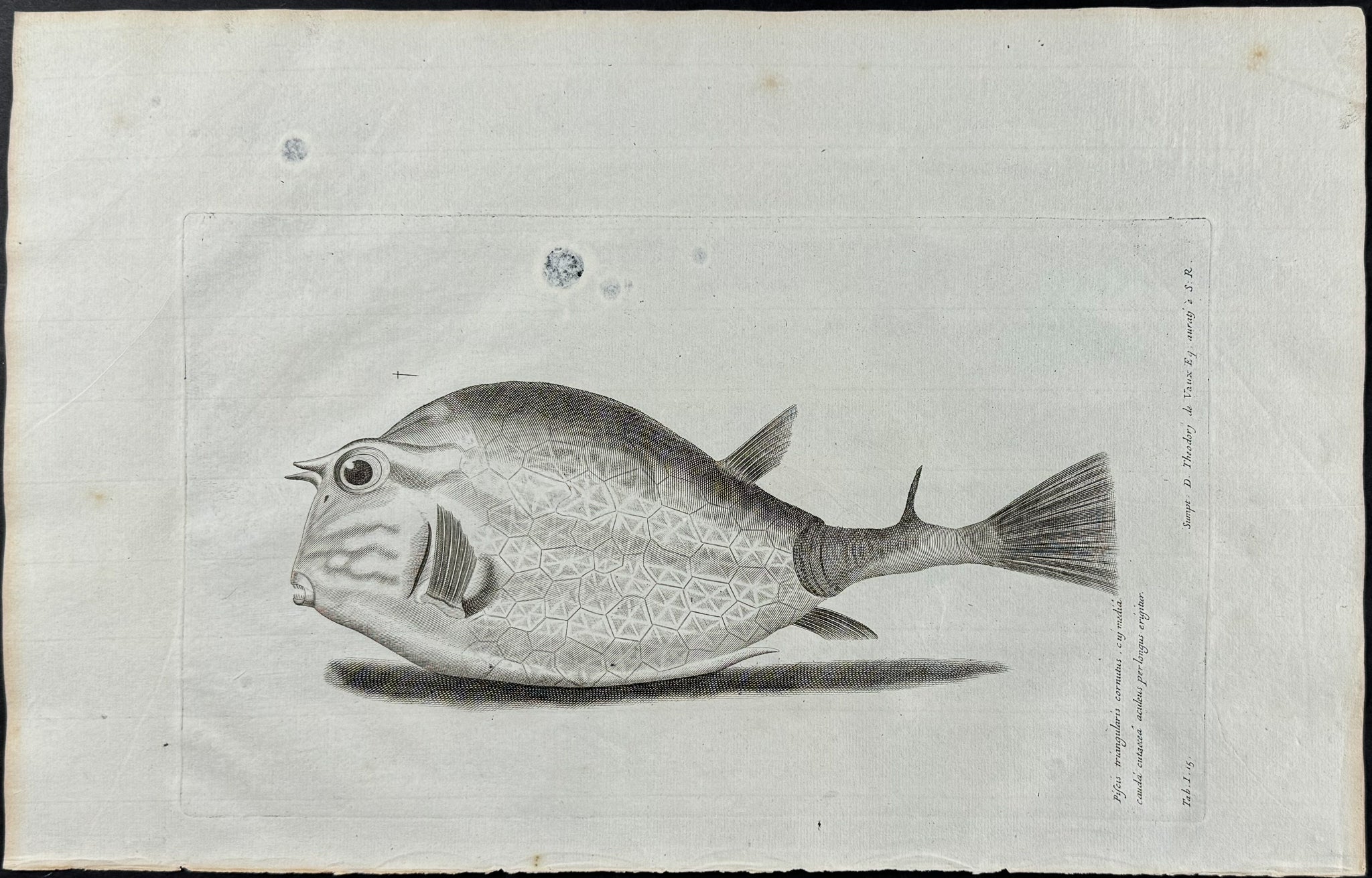 Fish or Sea Life