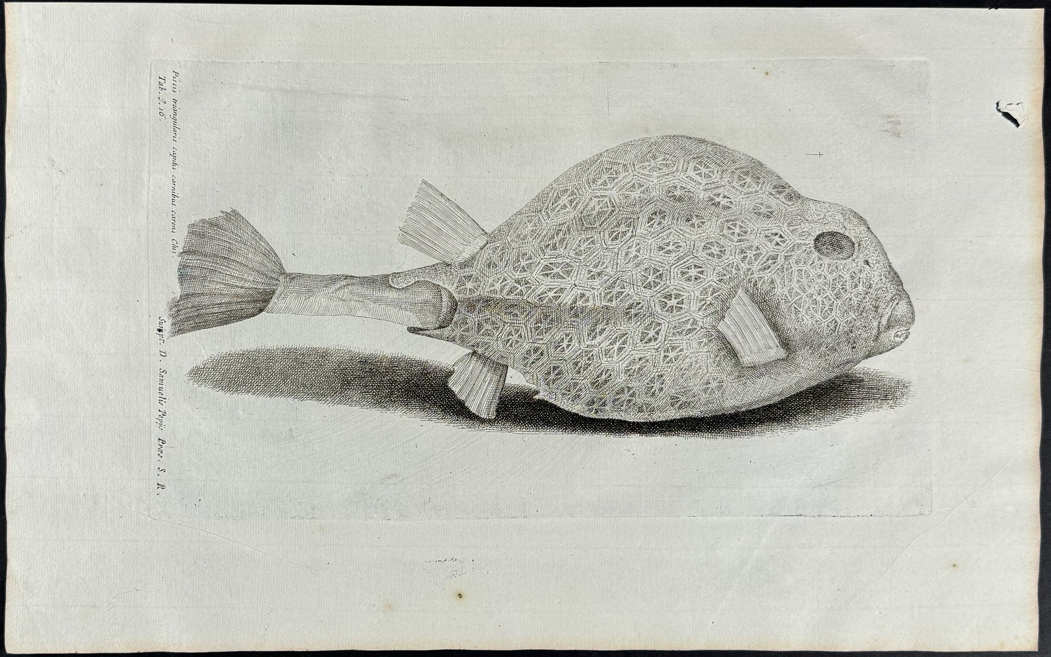 Fish or Sea Life