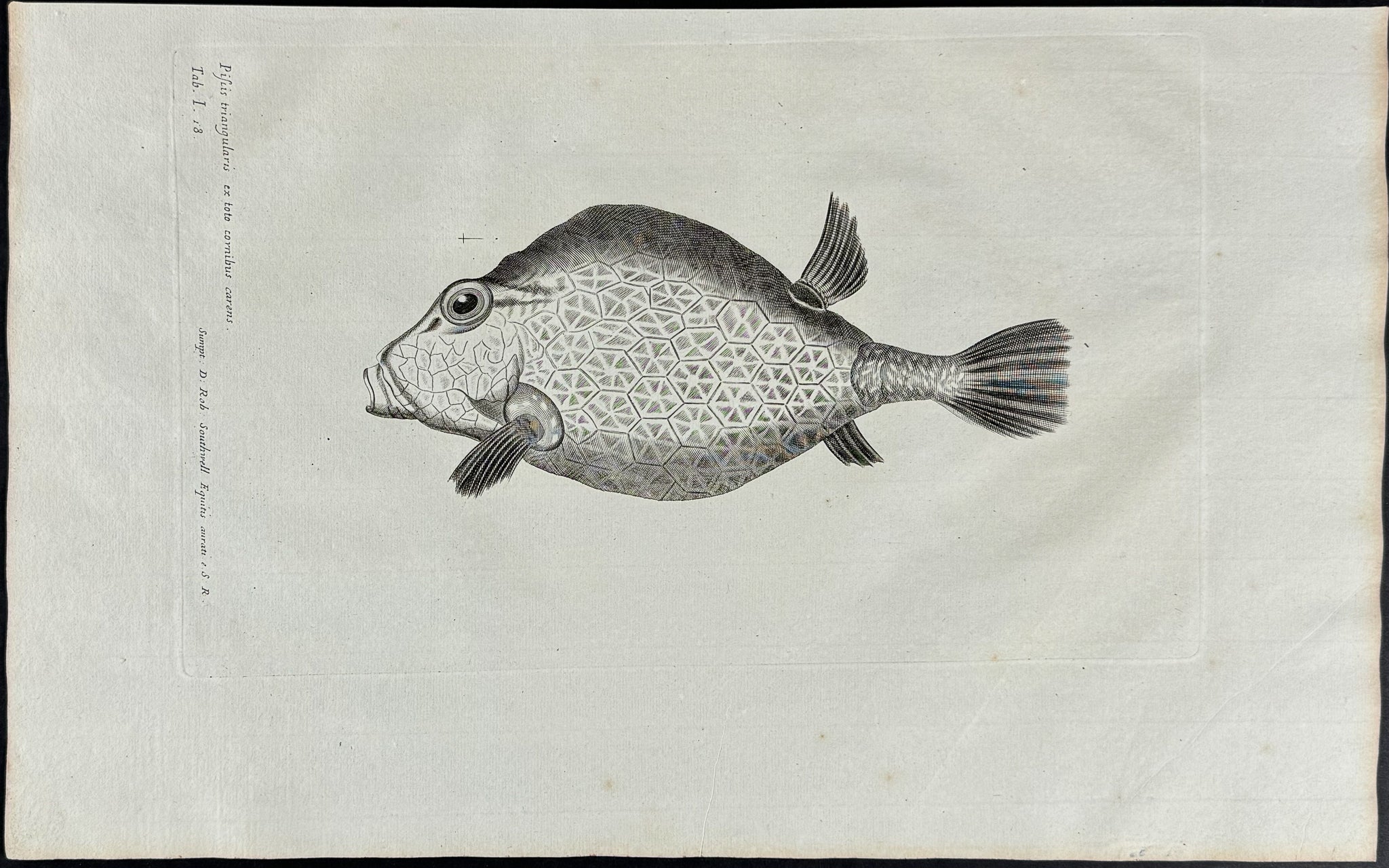 Fish or Sea Life
