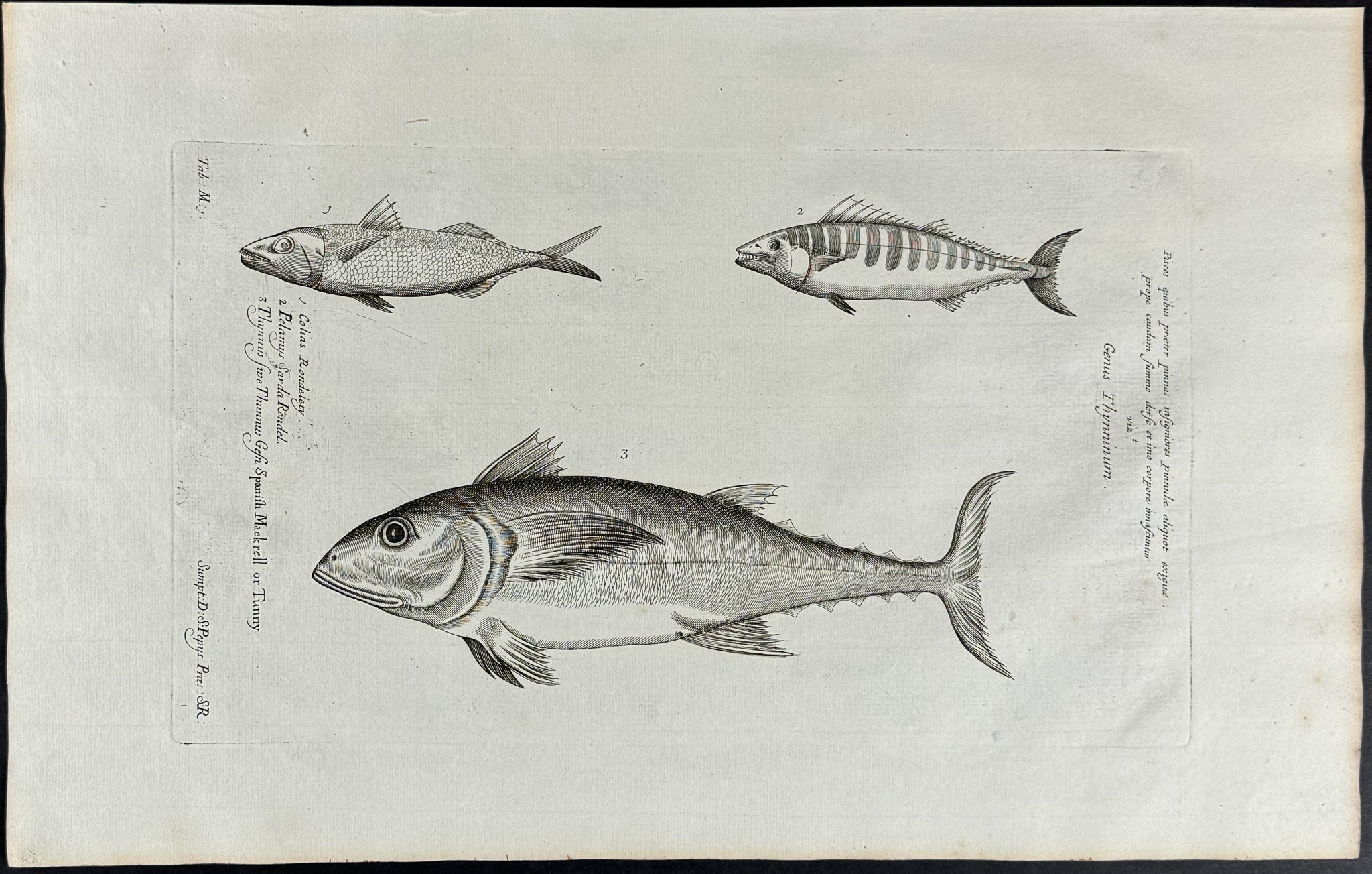 Tuna, Fish or Sea Life