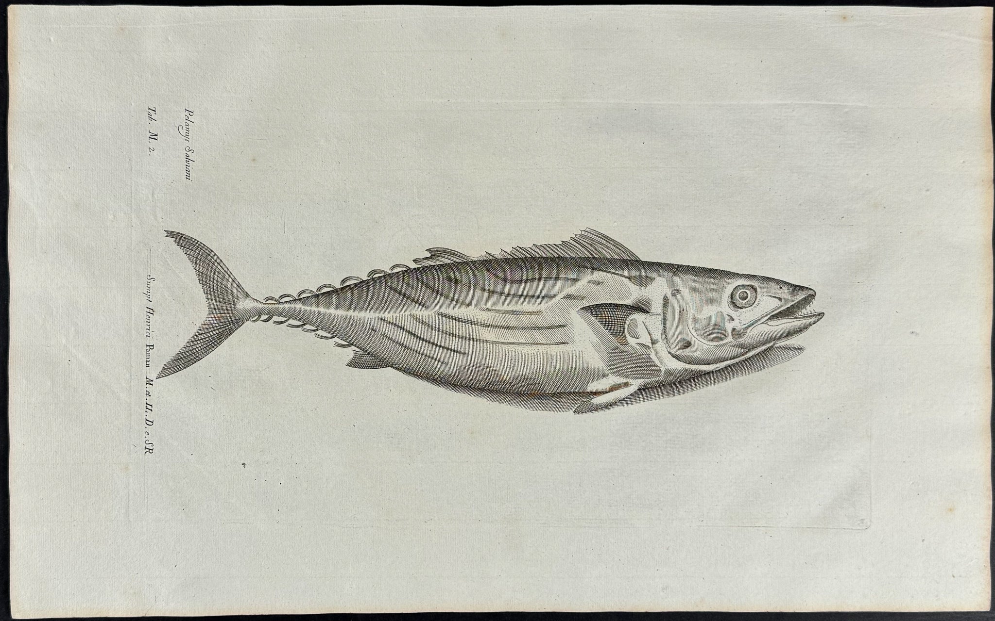 Fish or Sea Life