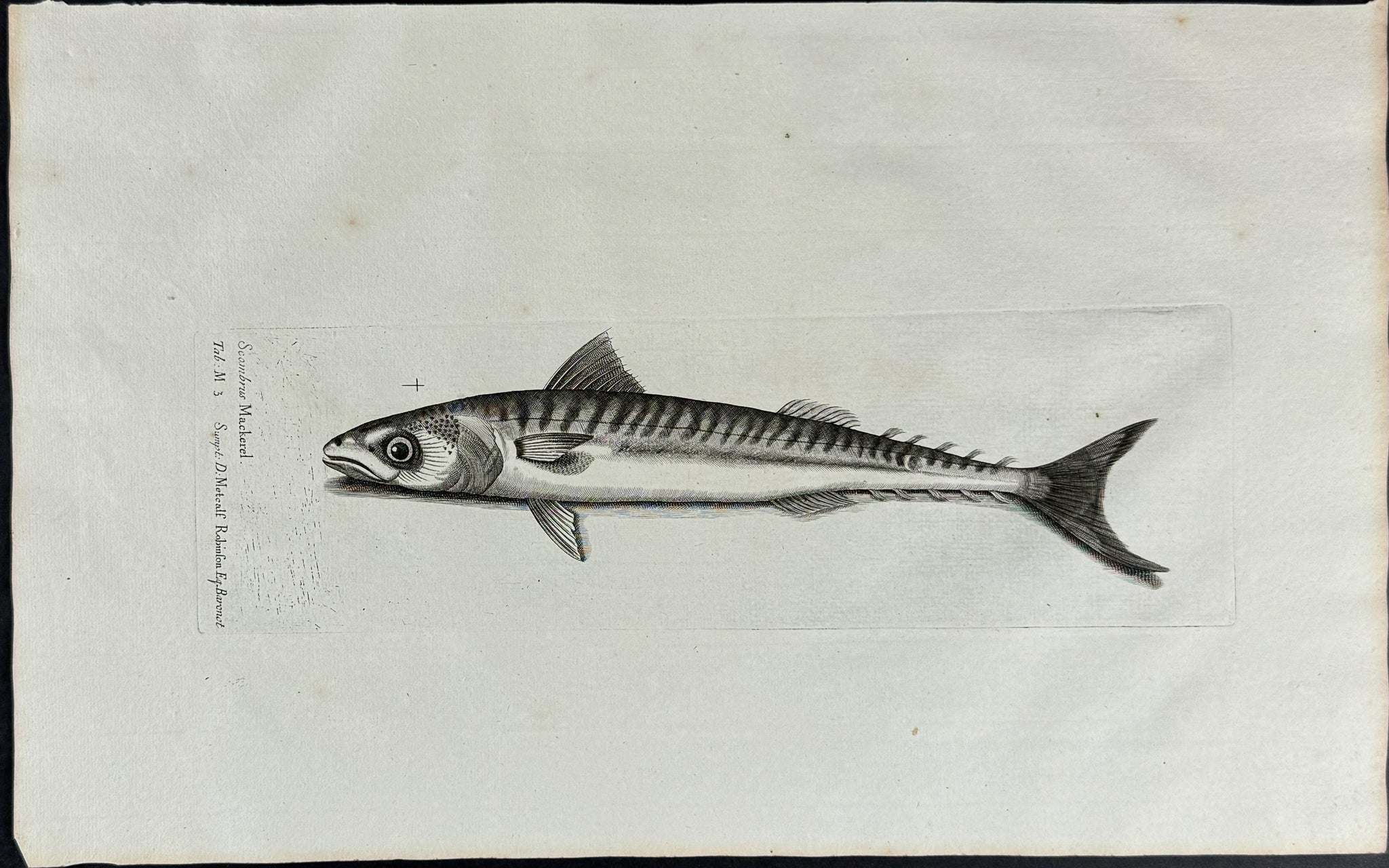 Mackerel