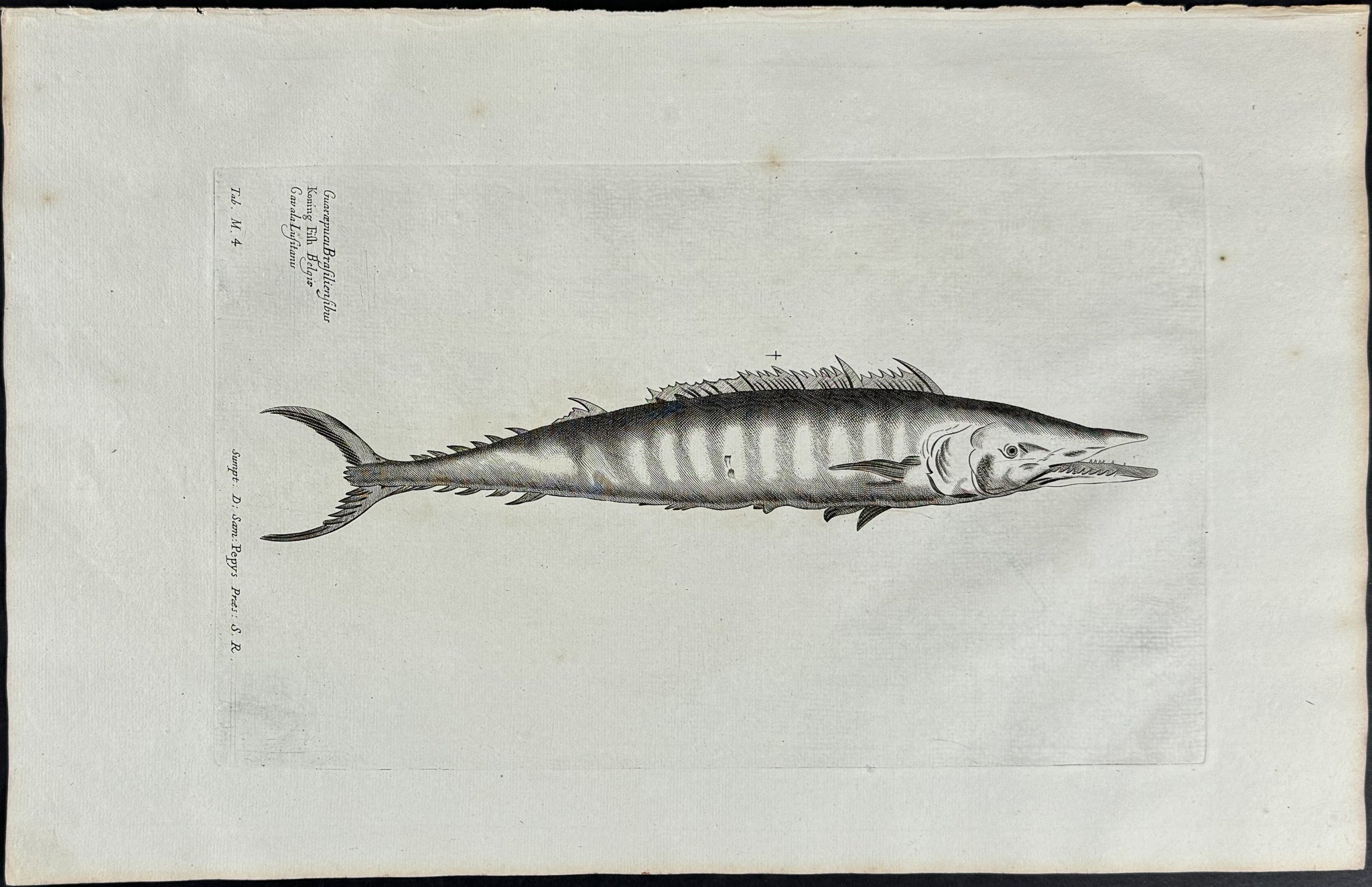 Fish or Sea Life