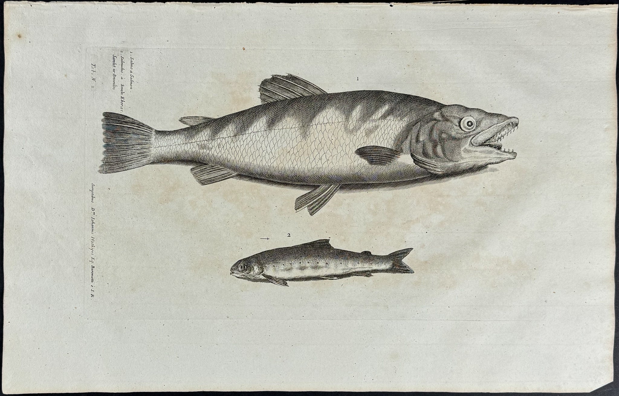 Fish or Sea Life