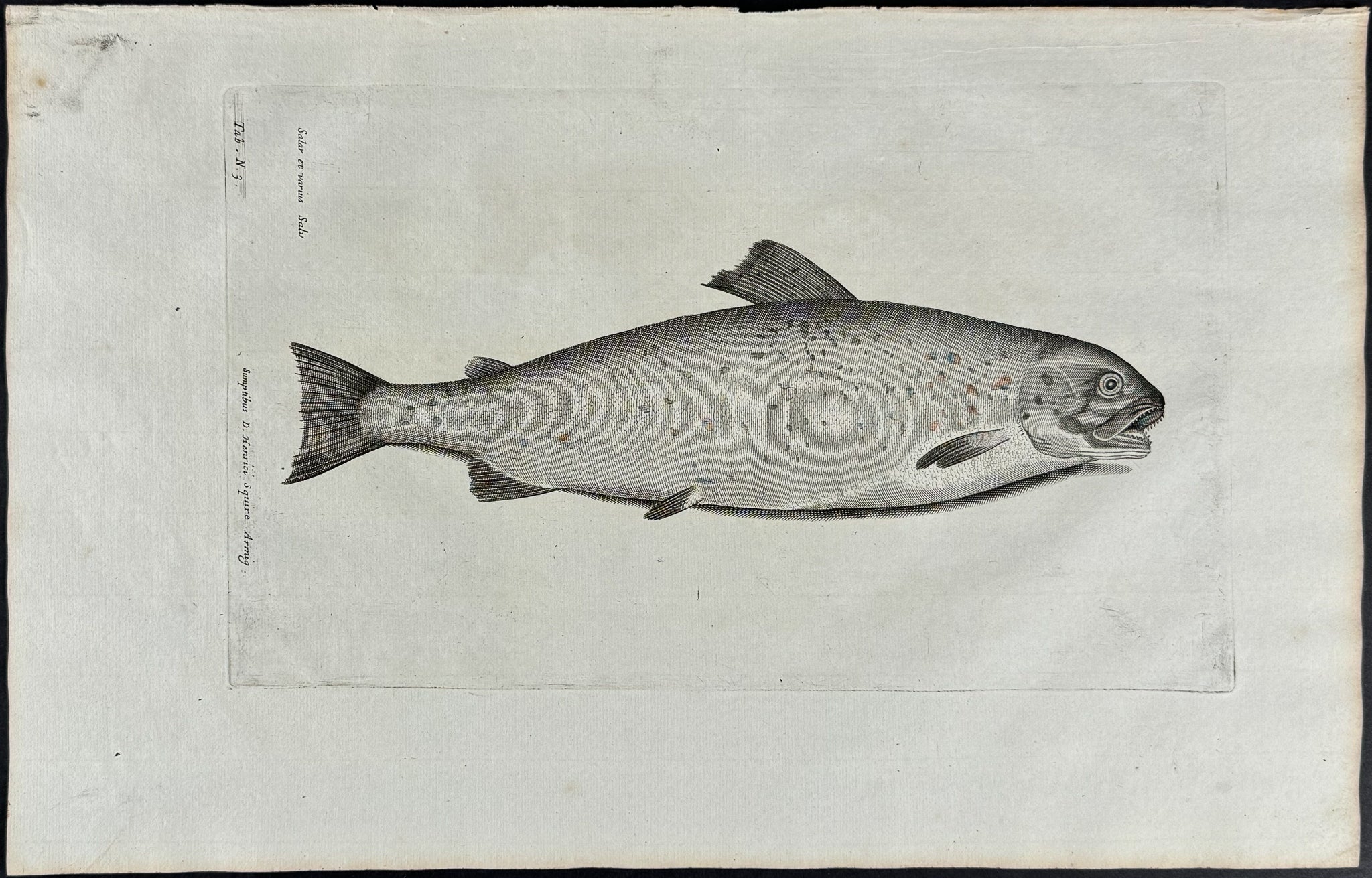 Fish or Sea Life
