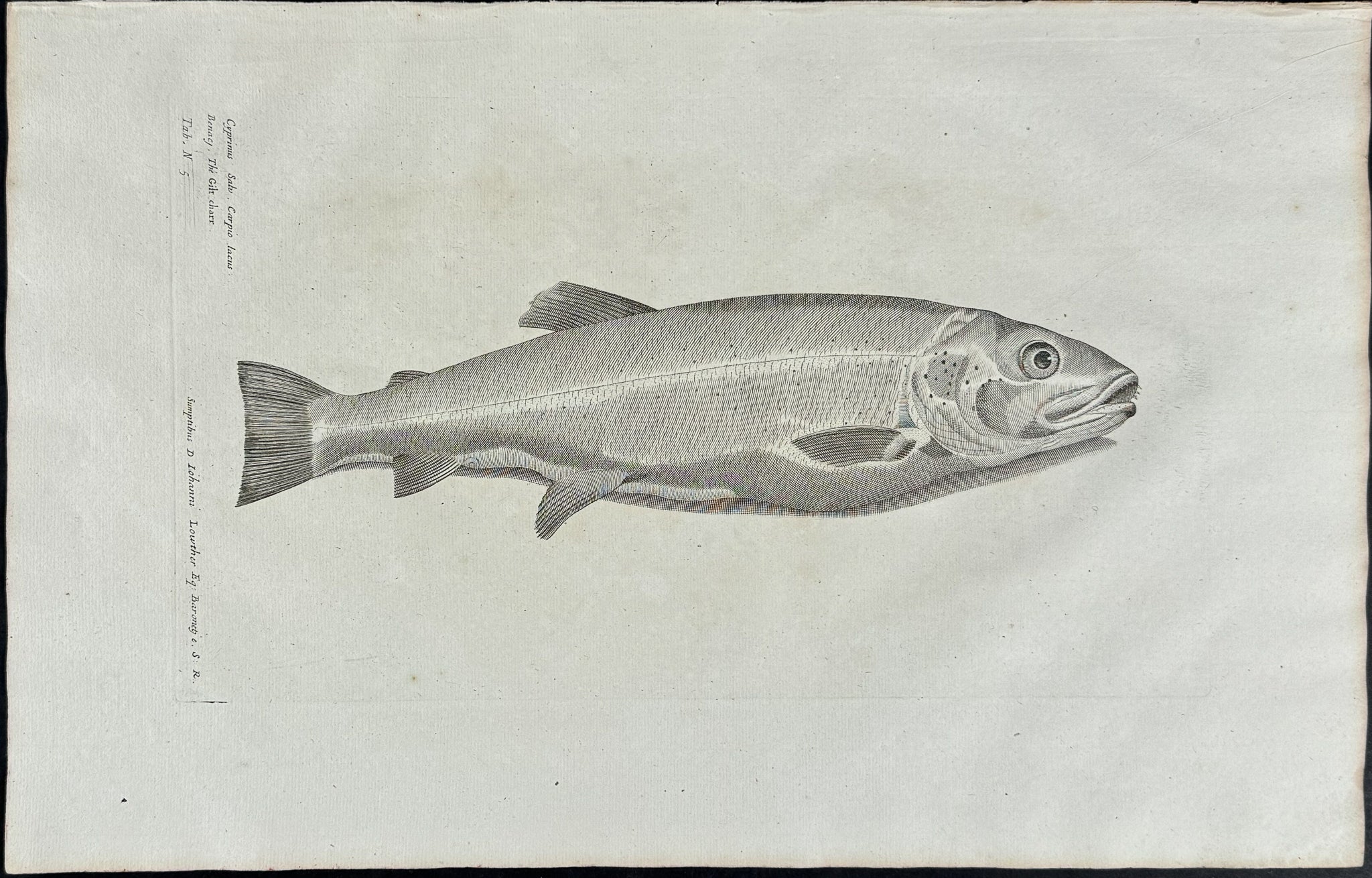 Fish or Sea Life
