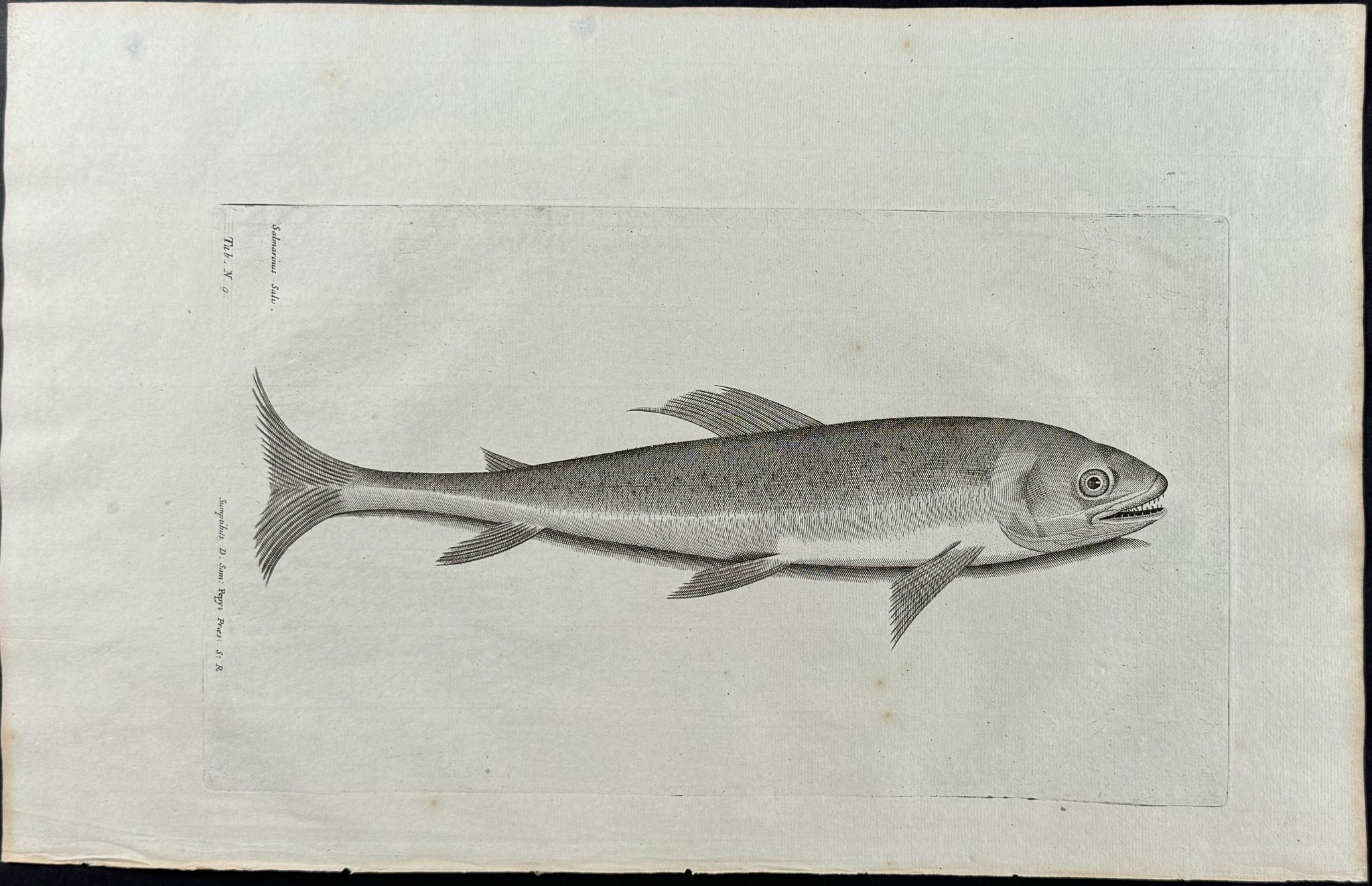 Fish or Sea Life