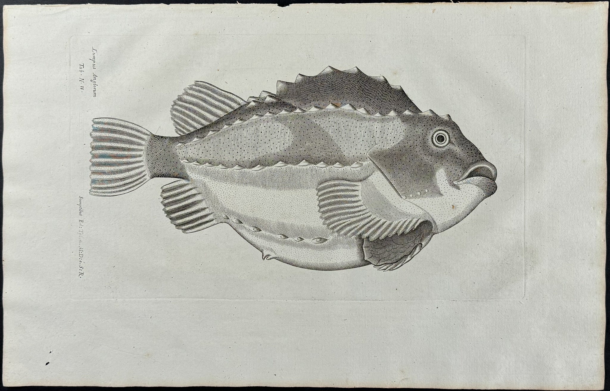Fish or Sea Life