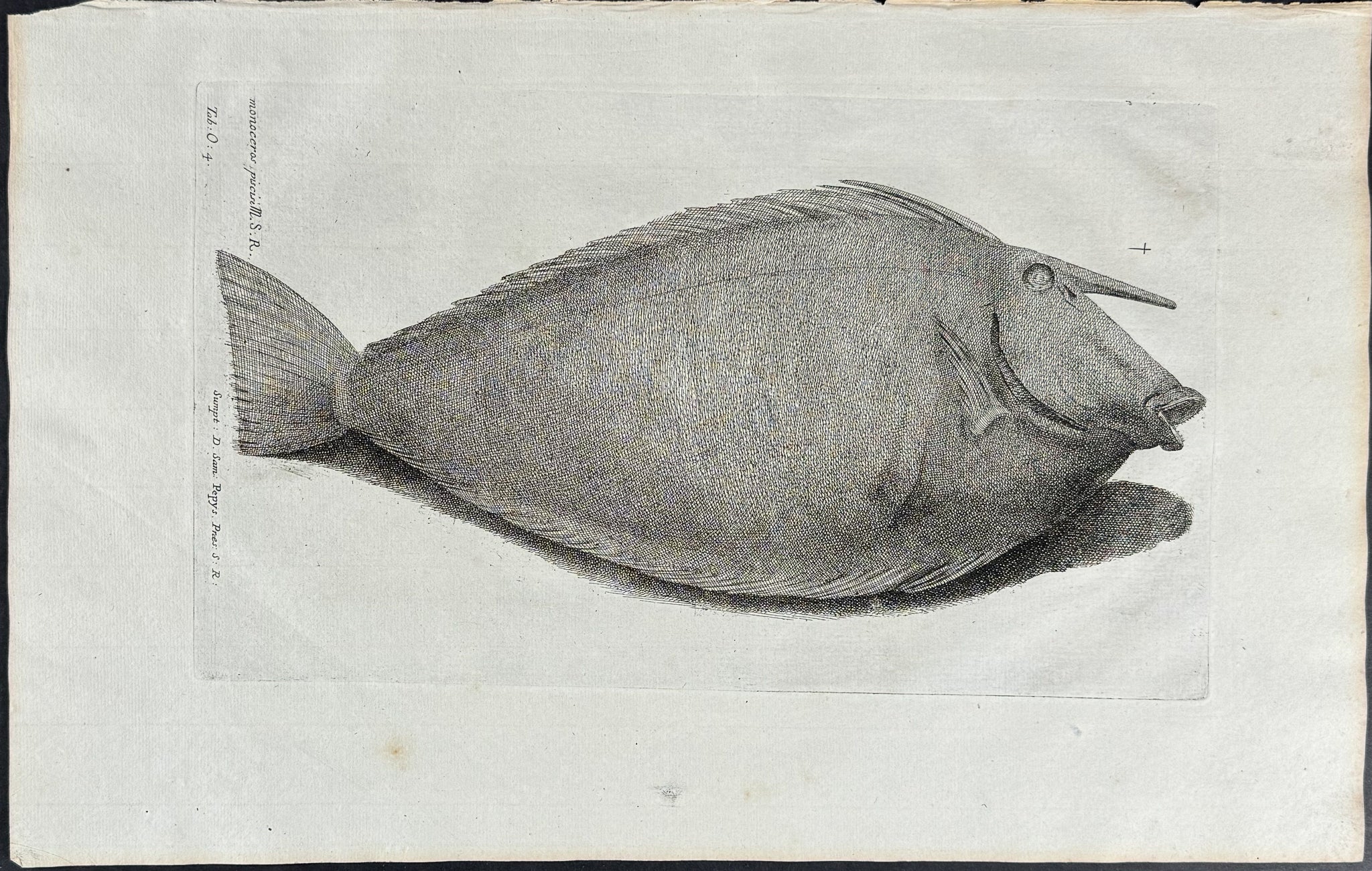 Unicorn Fish