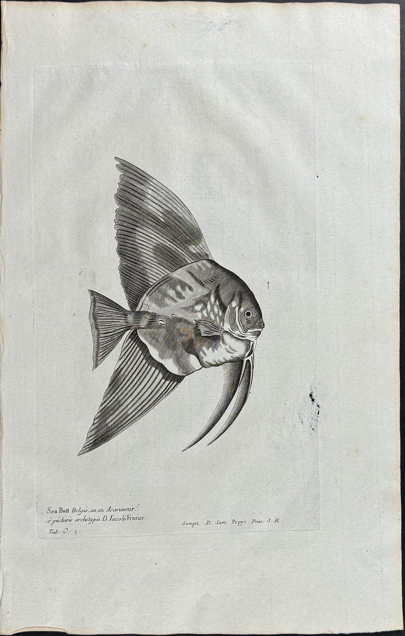 Angelfish
