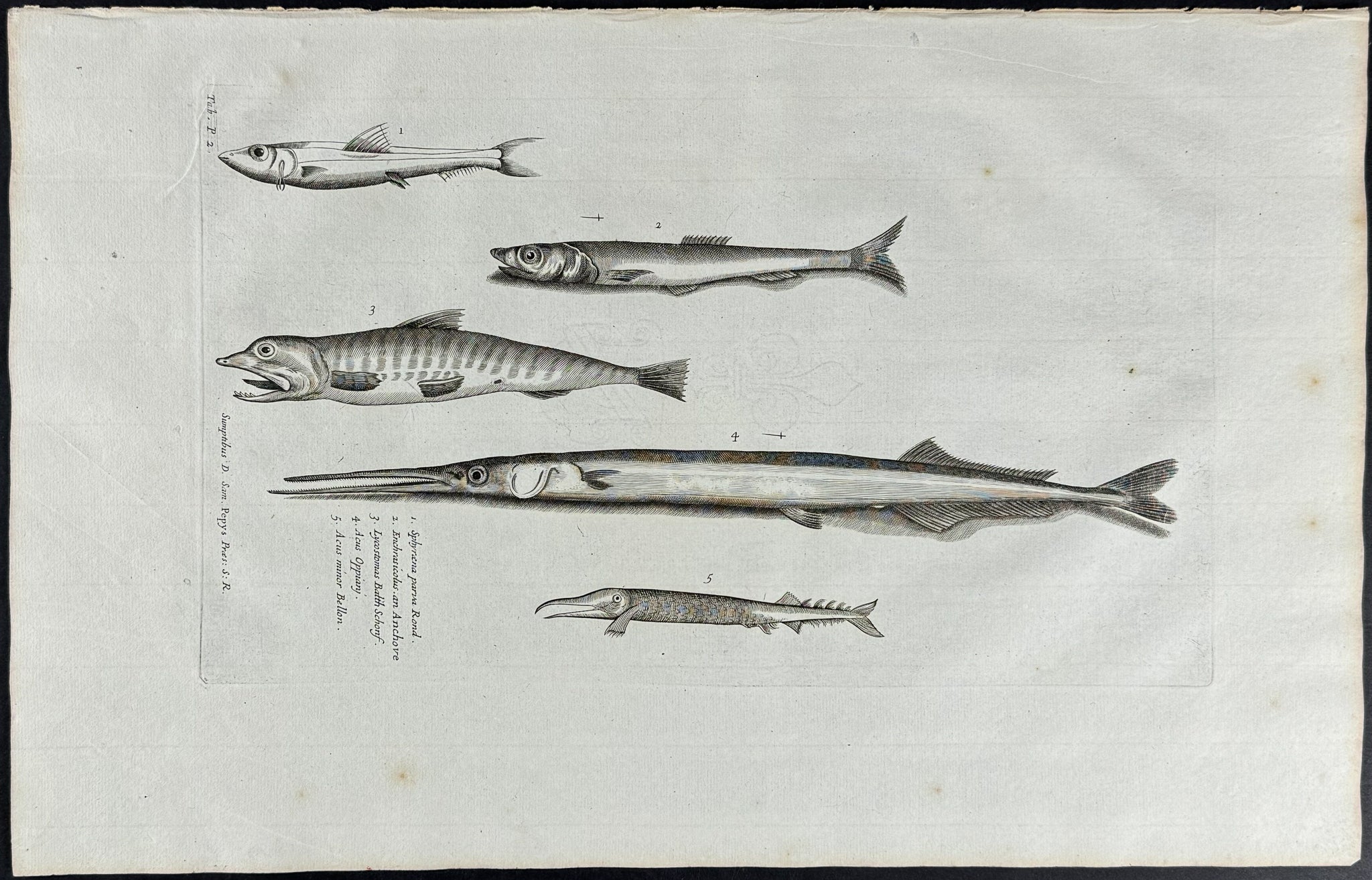 Fish or Sea Life