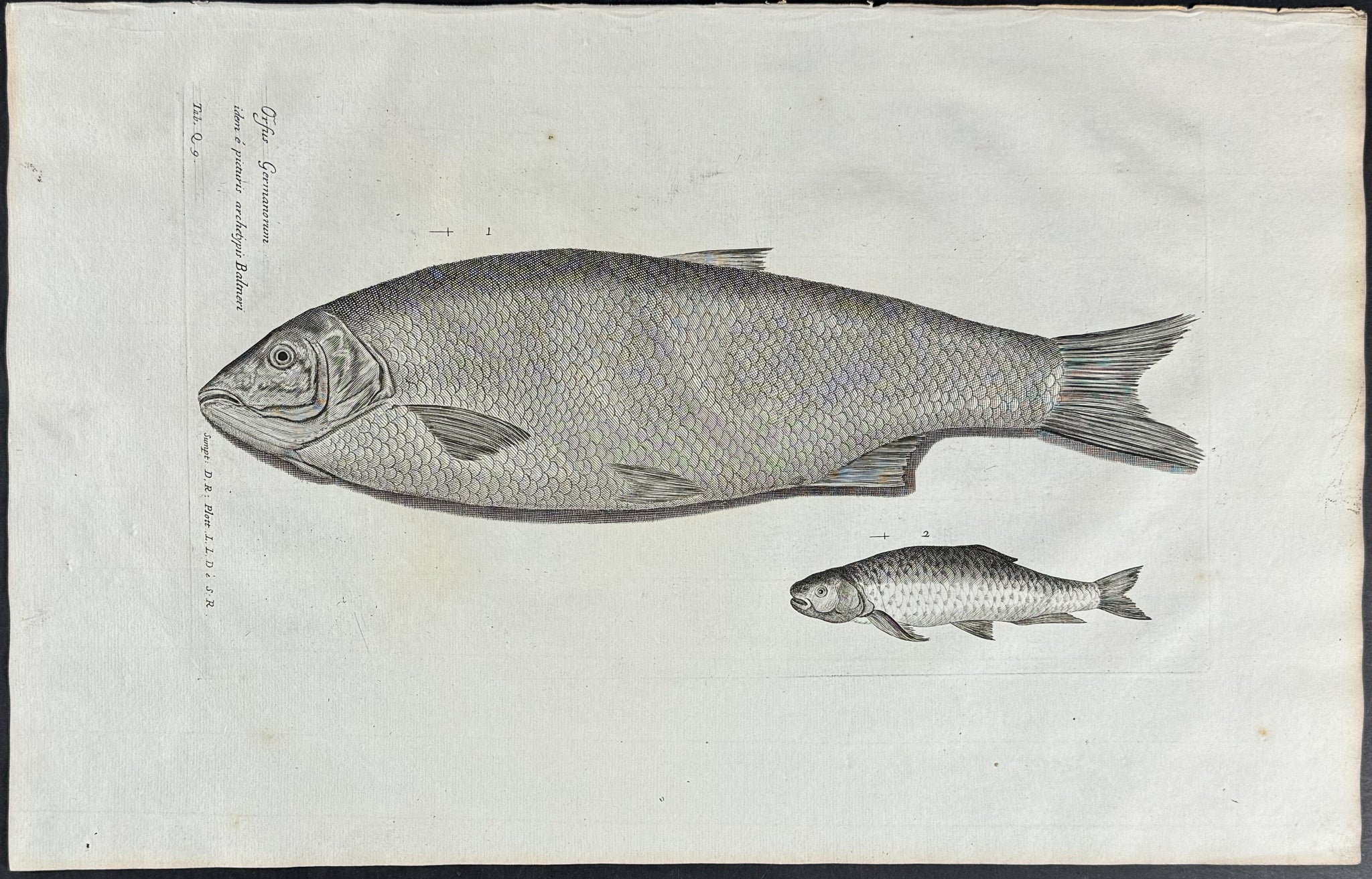 Fish or Sea Life