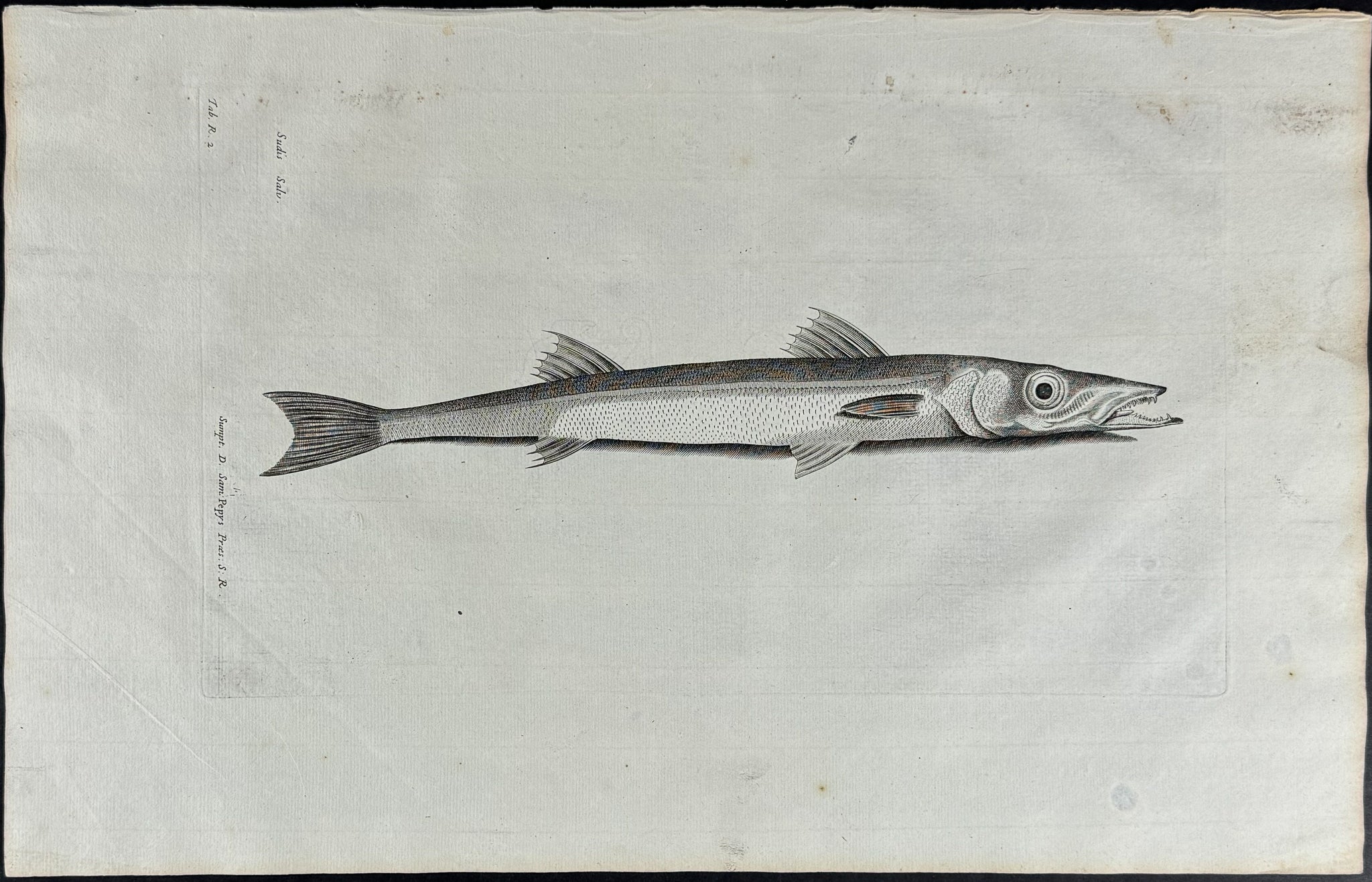 Fish or Sea Life