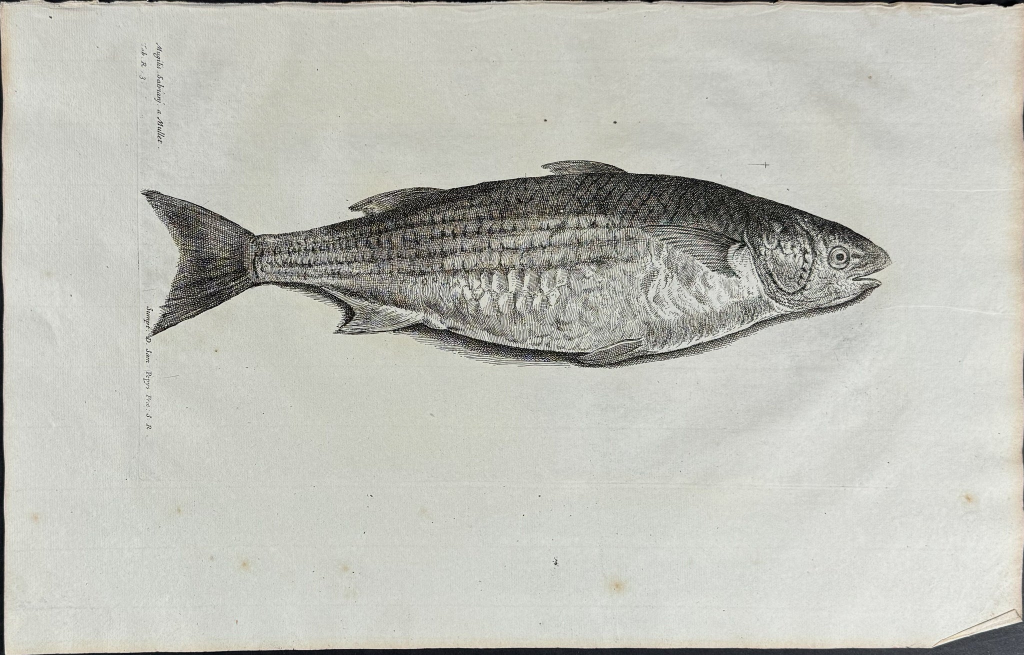 Fish or Sea Life