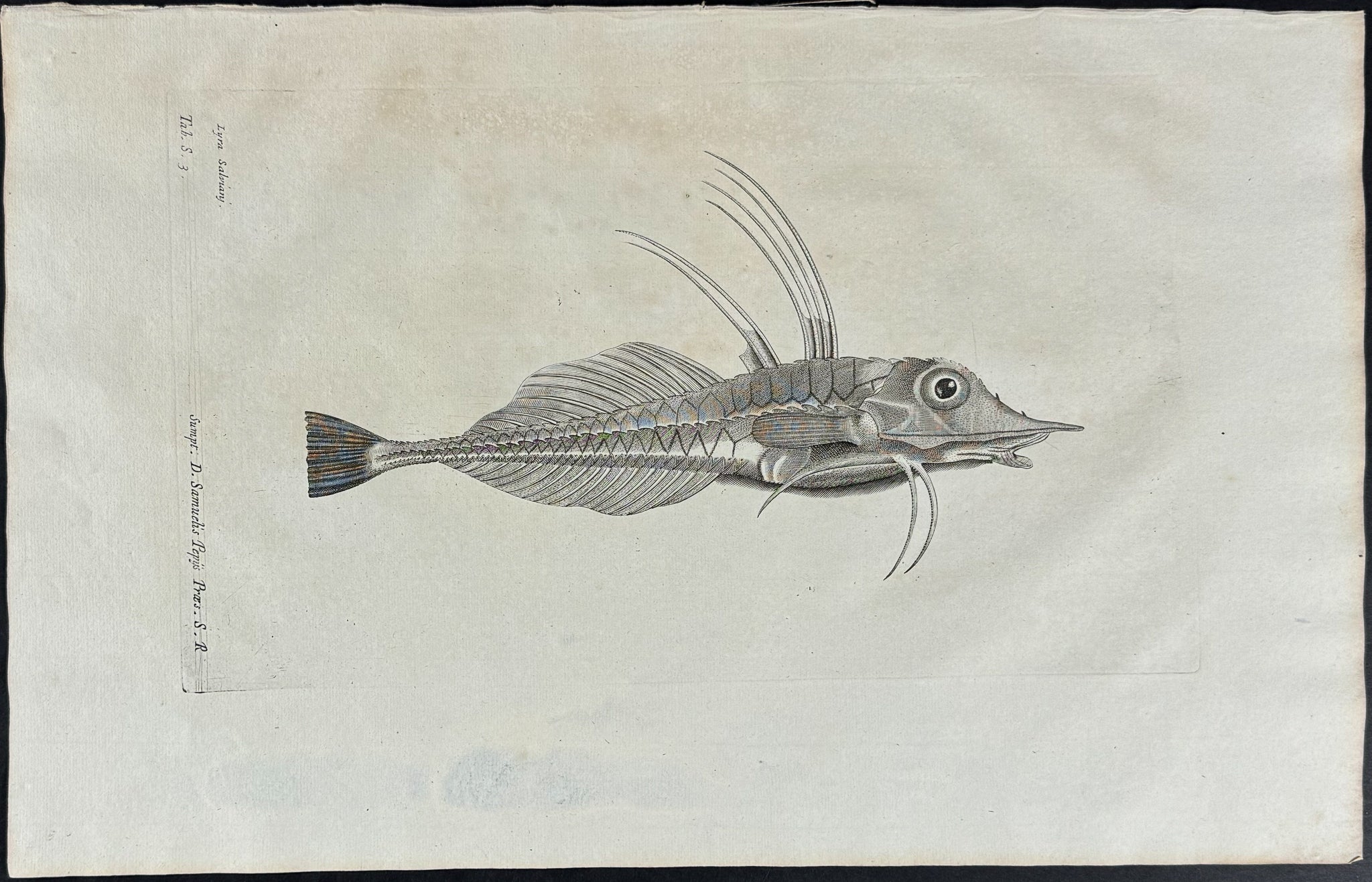 Fish or Sea Life
