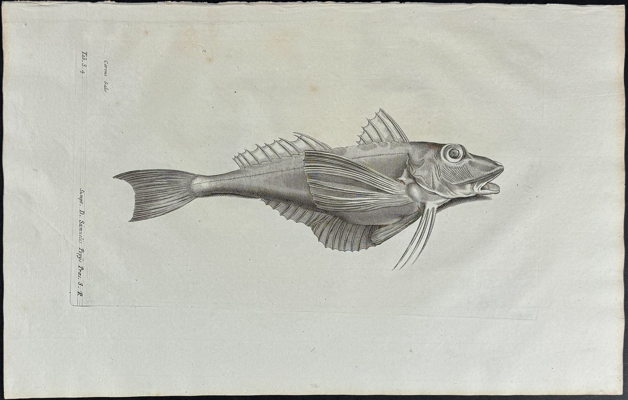 Fish or Sea Life