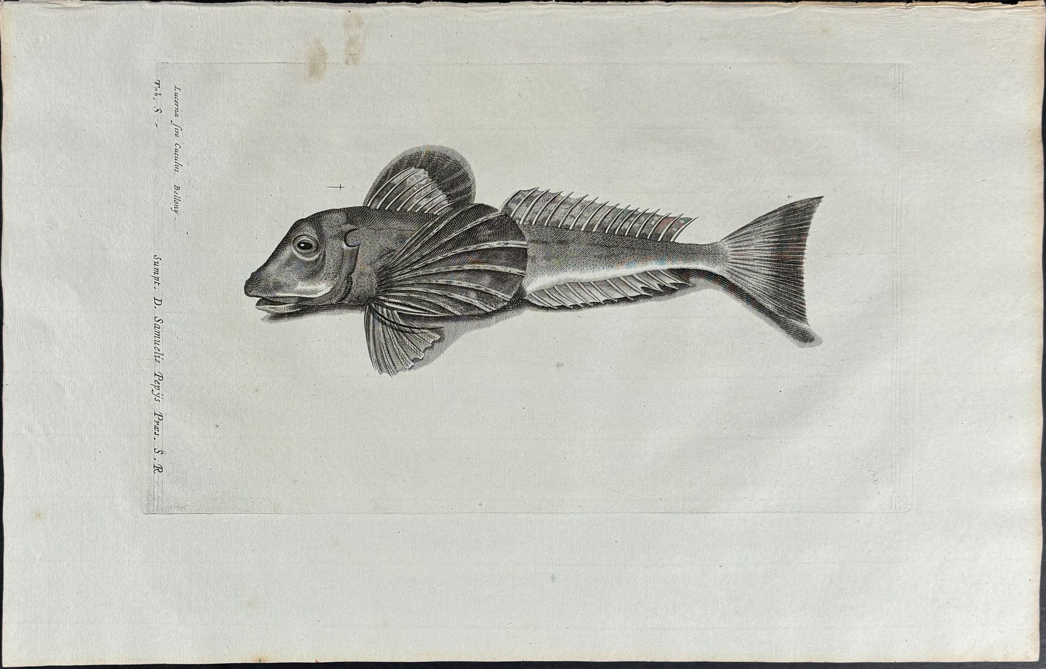 Fish or Sea Life