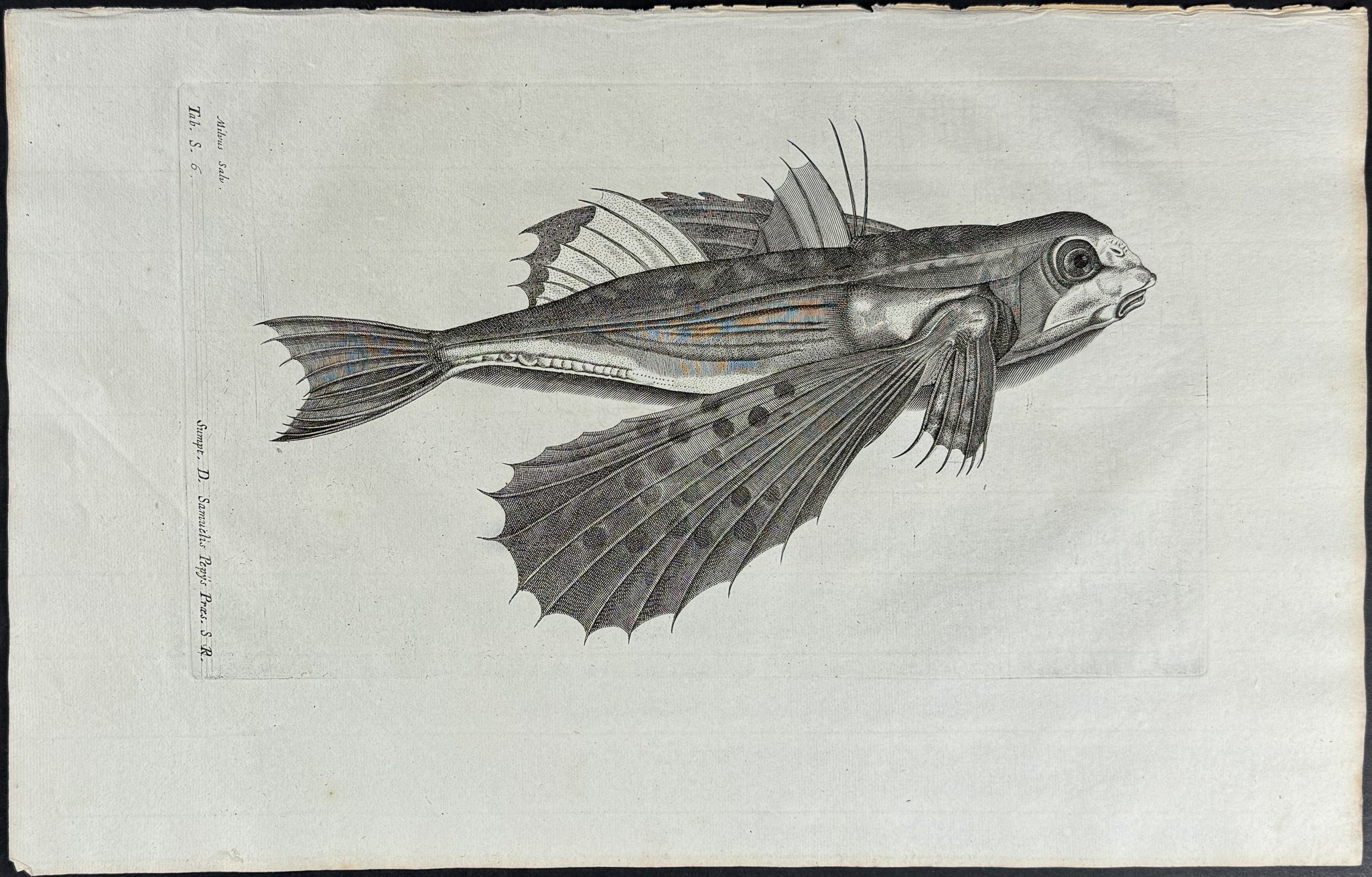 Flying Fish