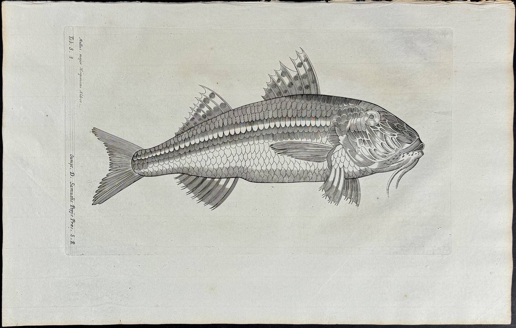 Fish or Sea Life