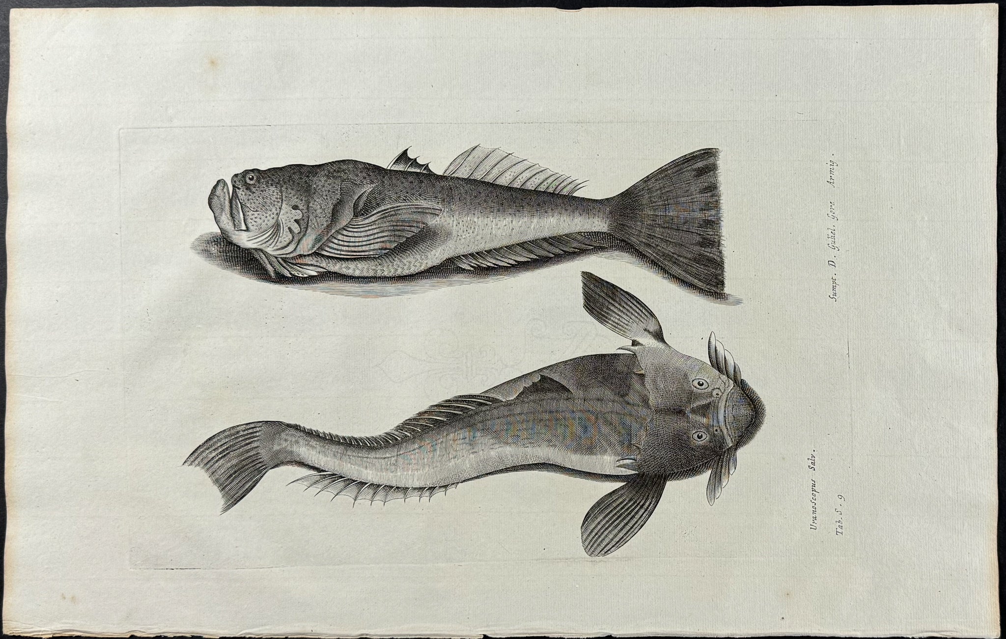 Fish or Sea Life