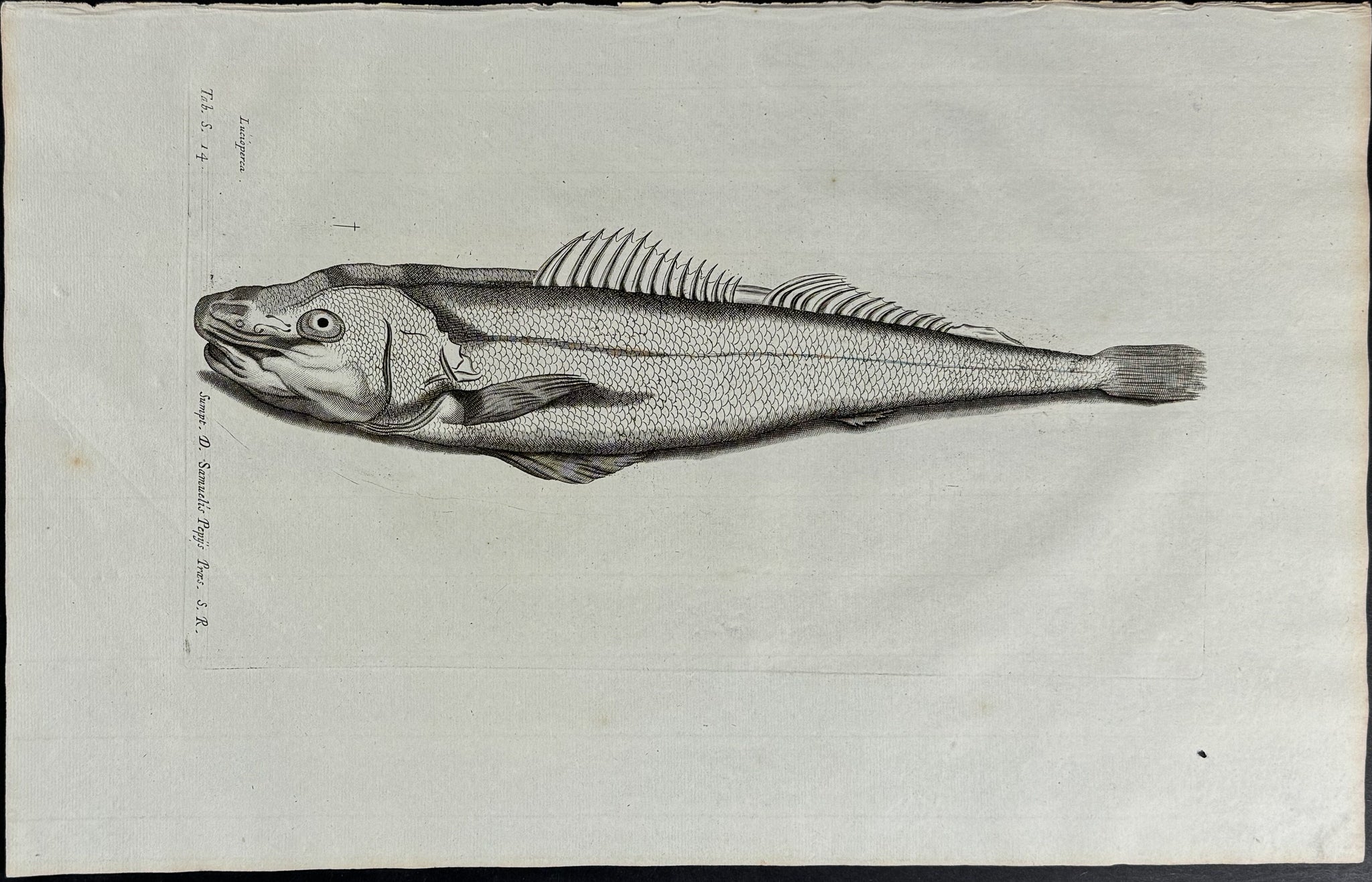 Fish or Sea Life