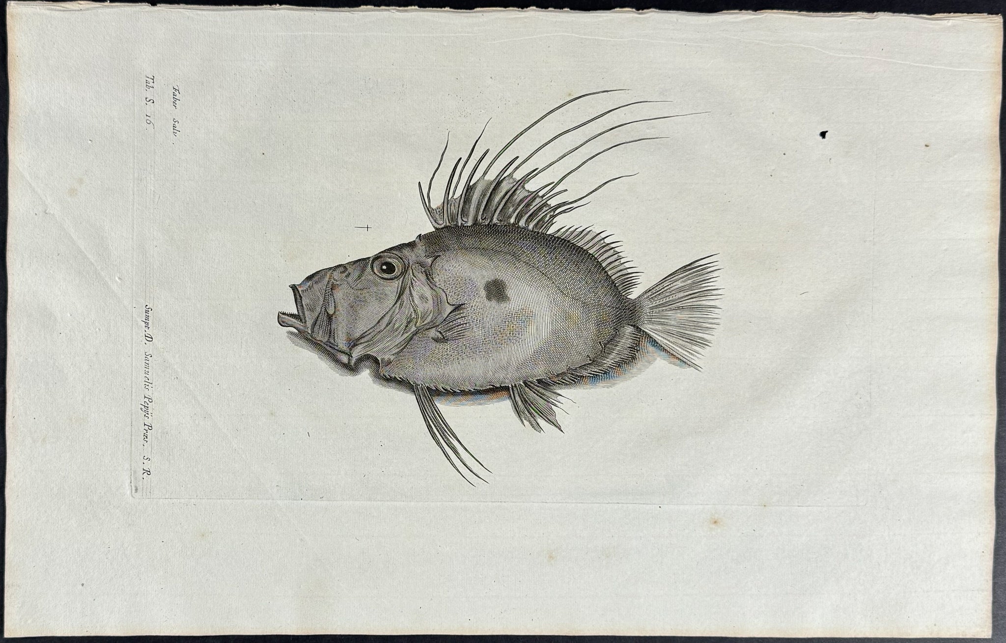 Fish or Sea Life