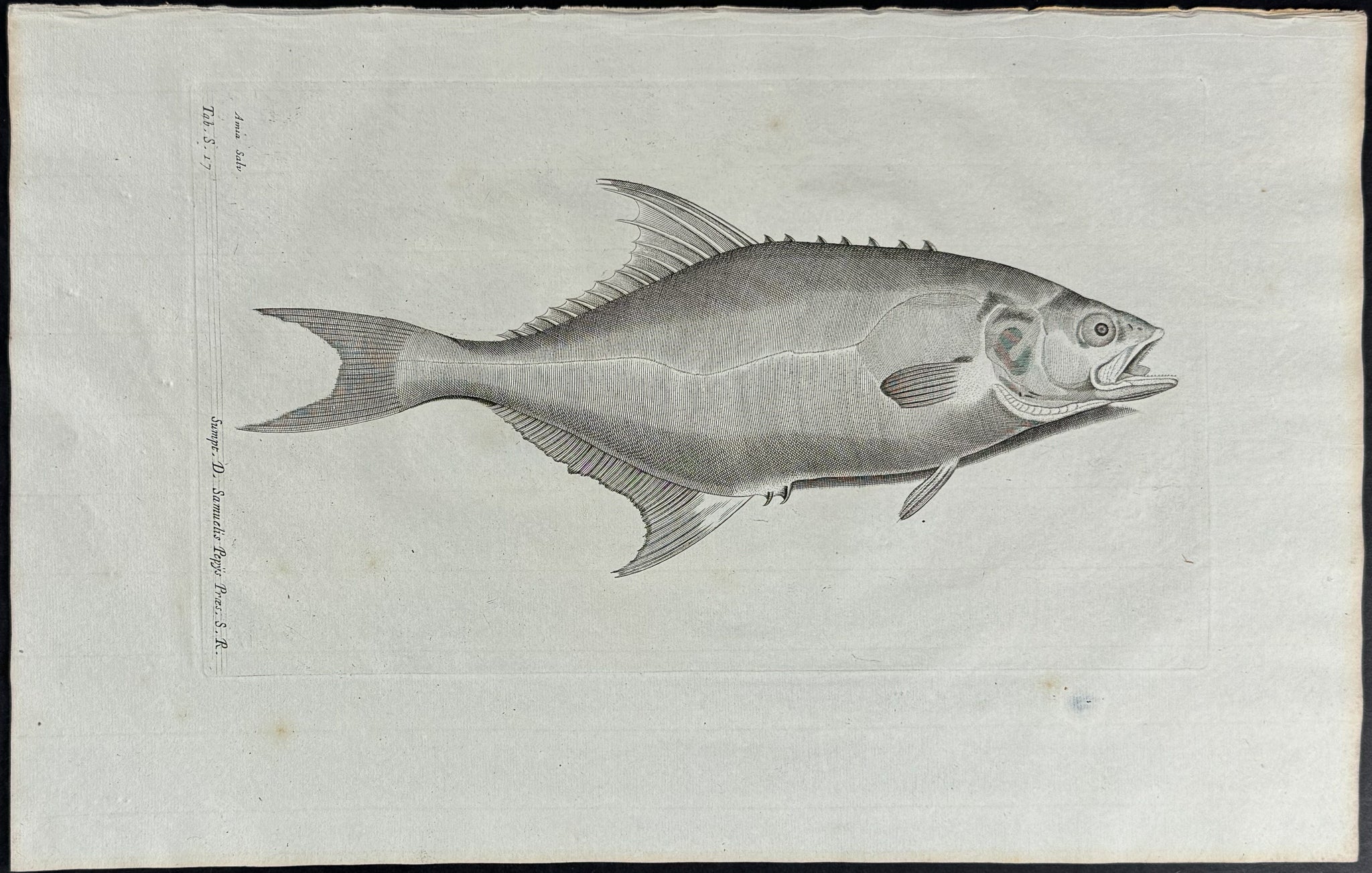 Fish or Sea Life
