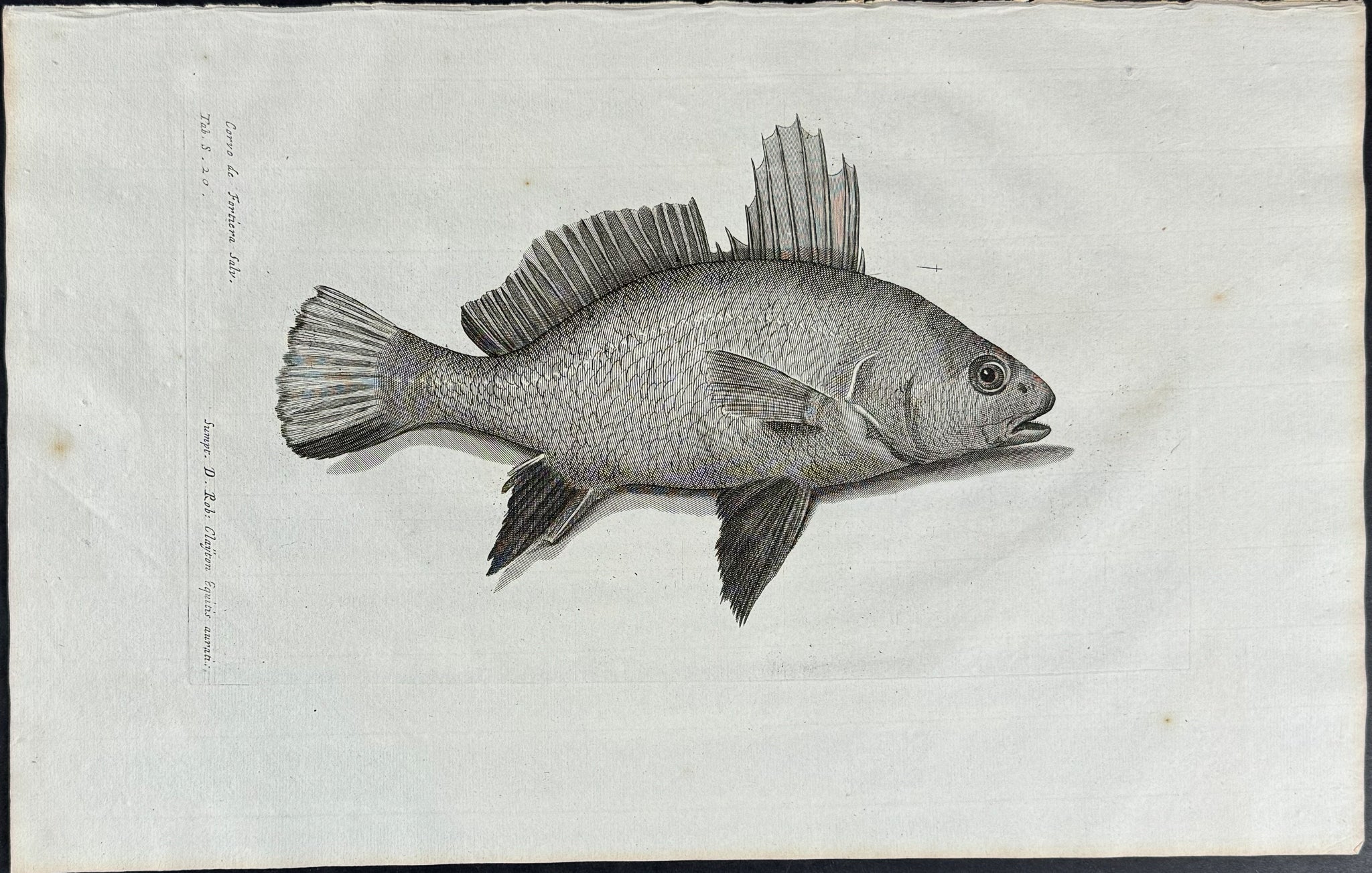 Fish or Sea Life