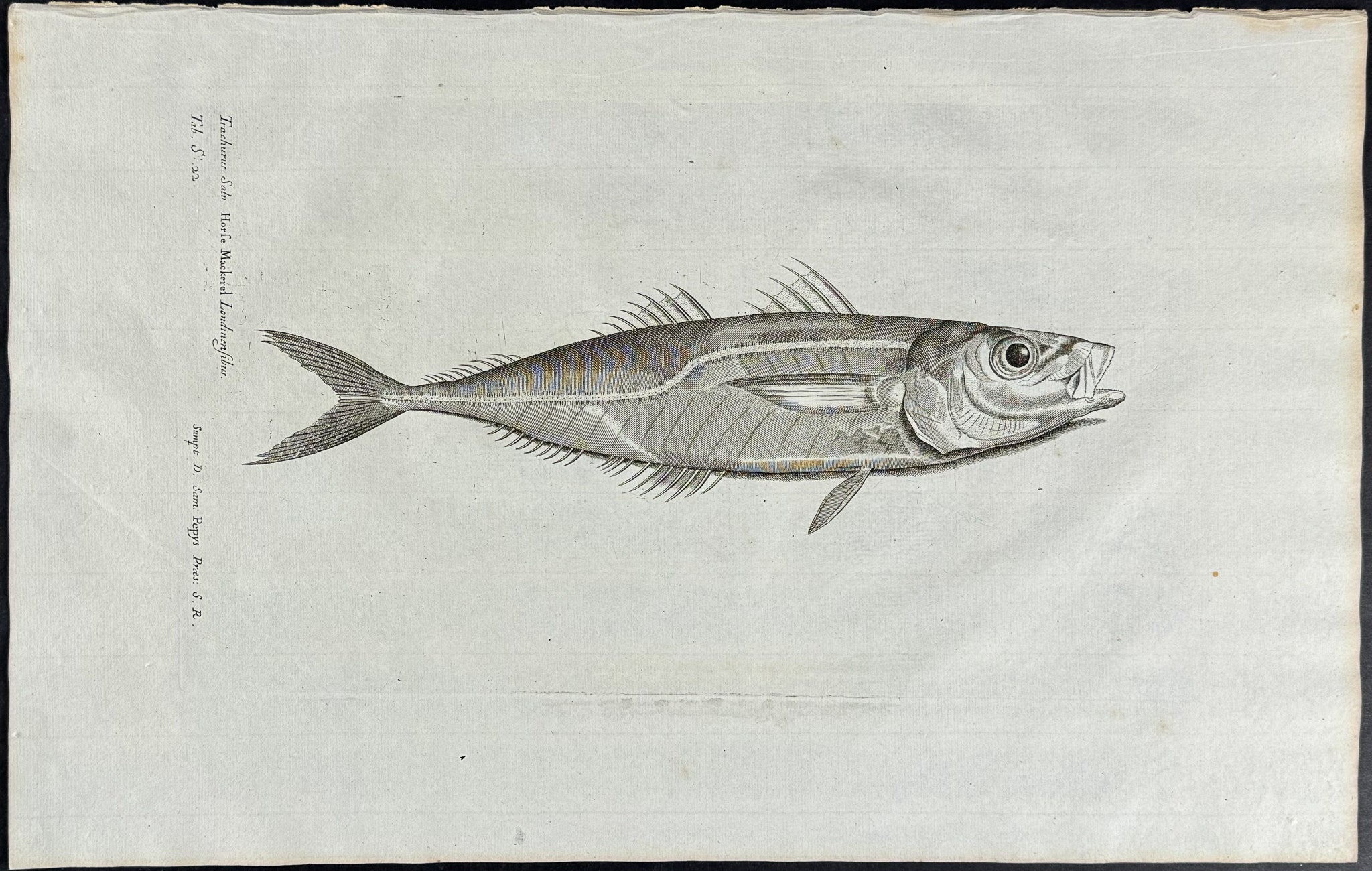 Fish or Sea Life