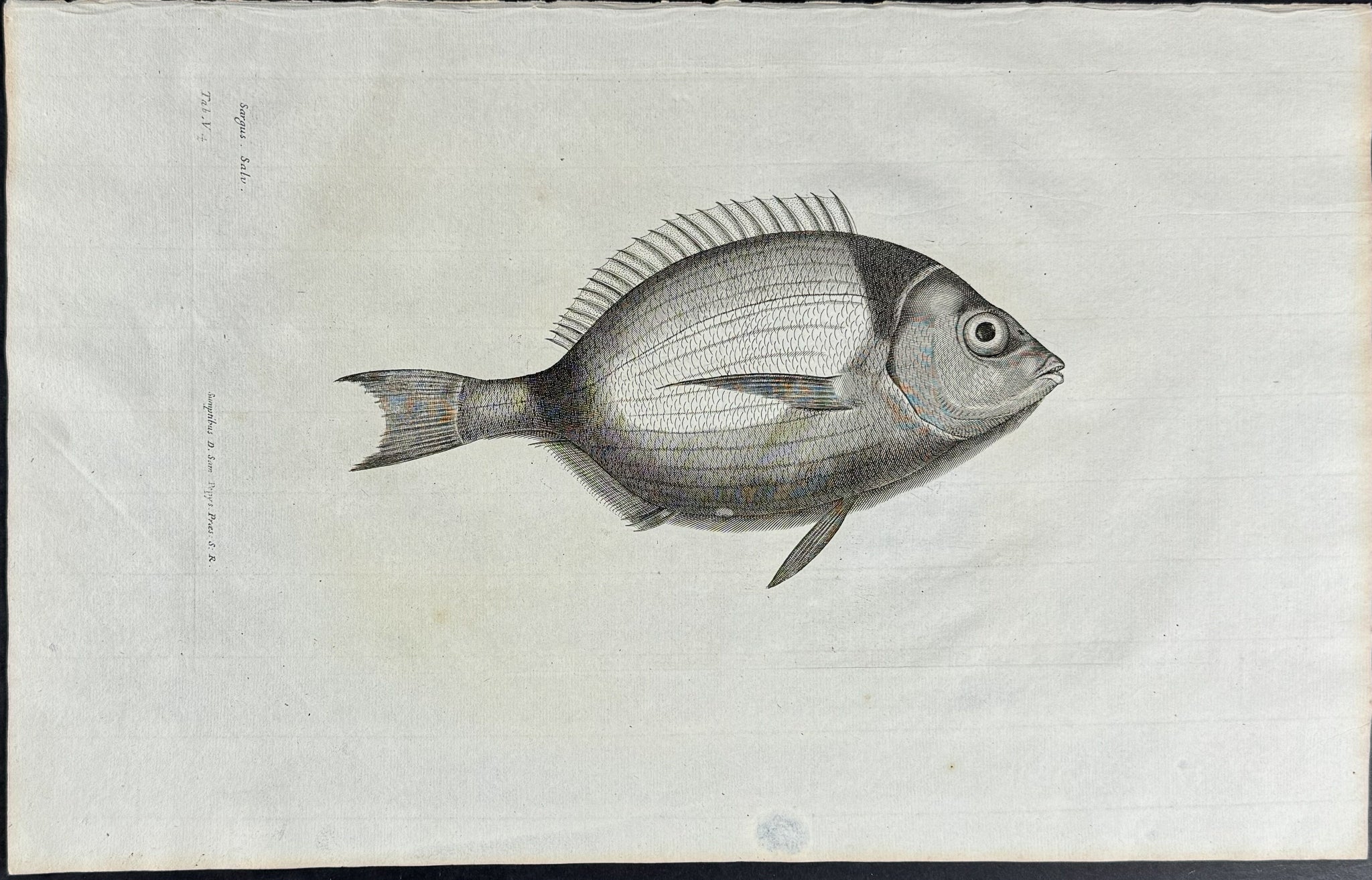 Fish or Sea Life
