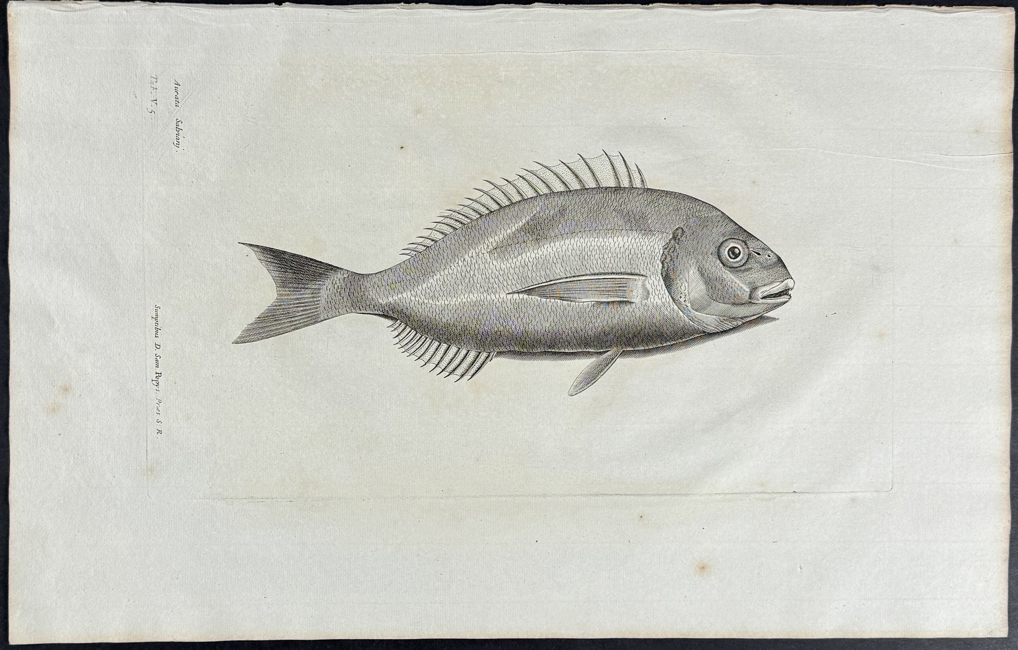 Fish or Sea Life