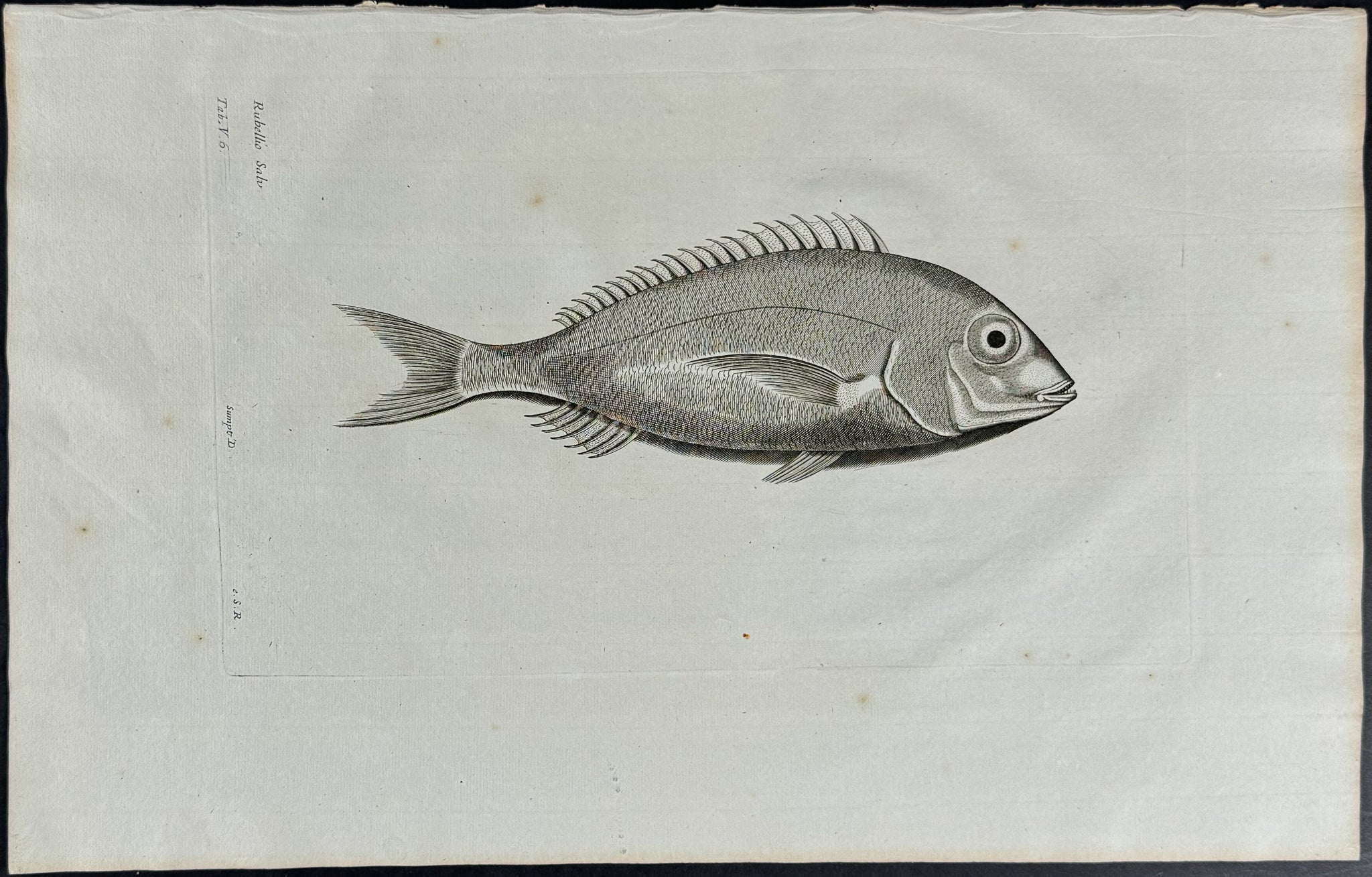 Fish or Sea Life