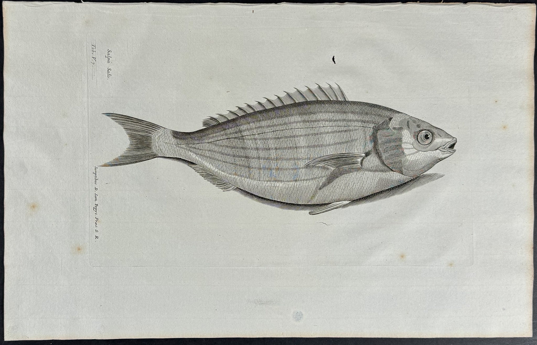 Fish or Sea Life