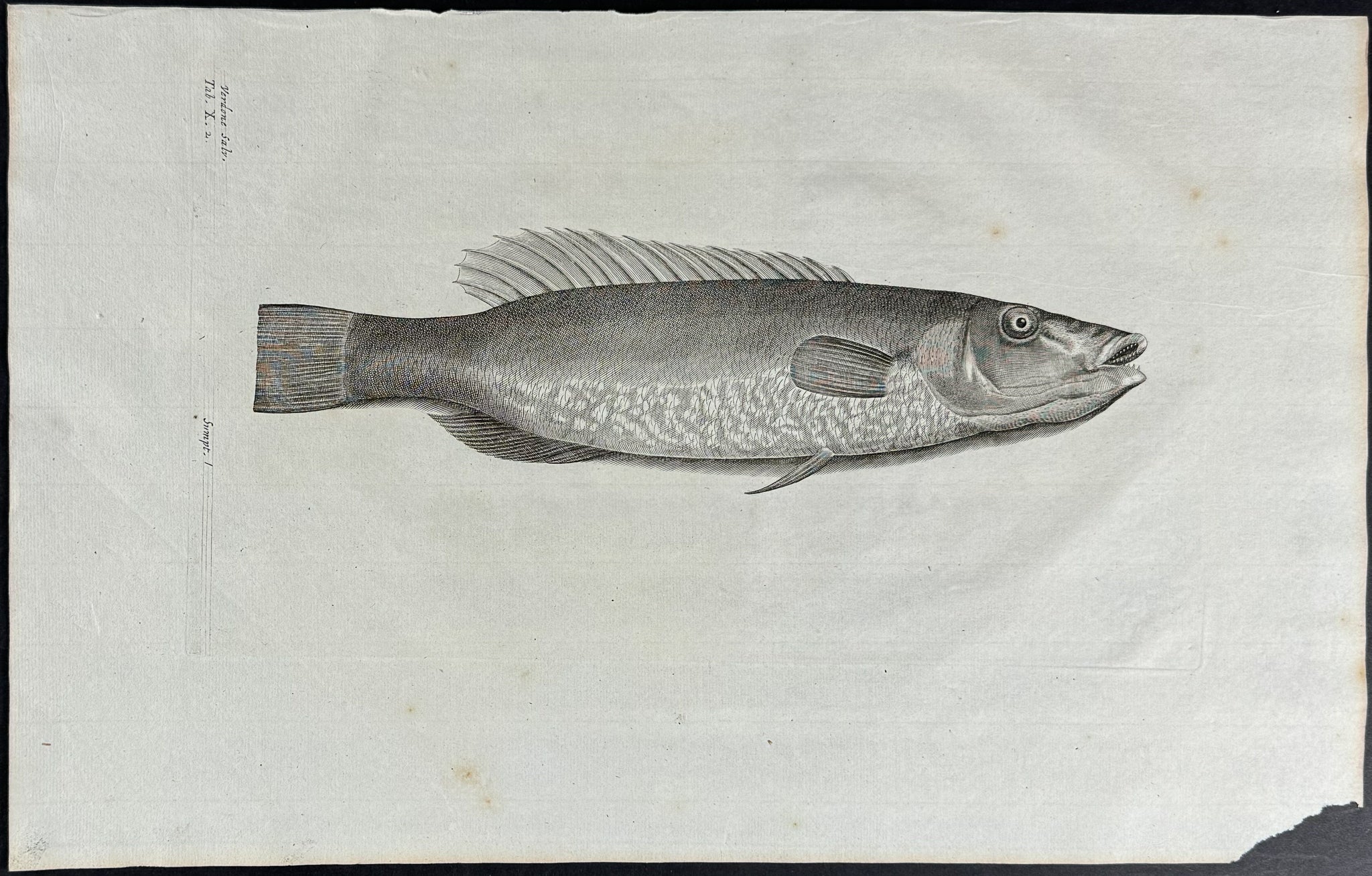 Fish or Sea Life
