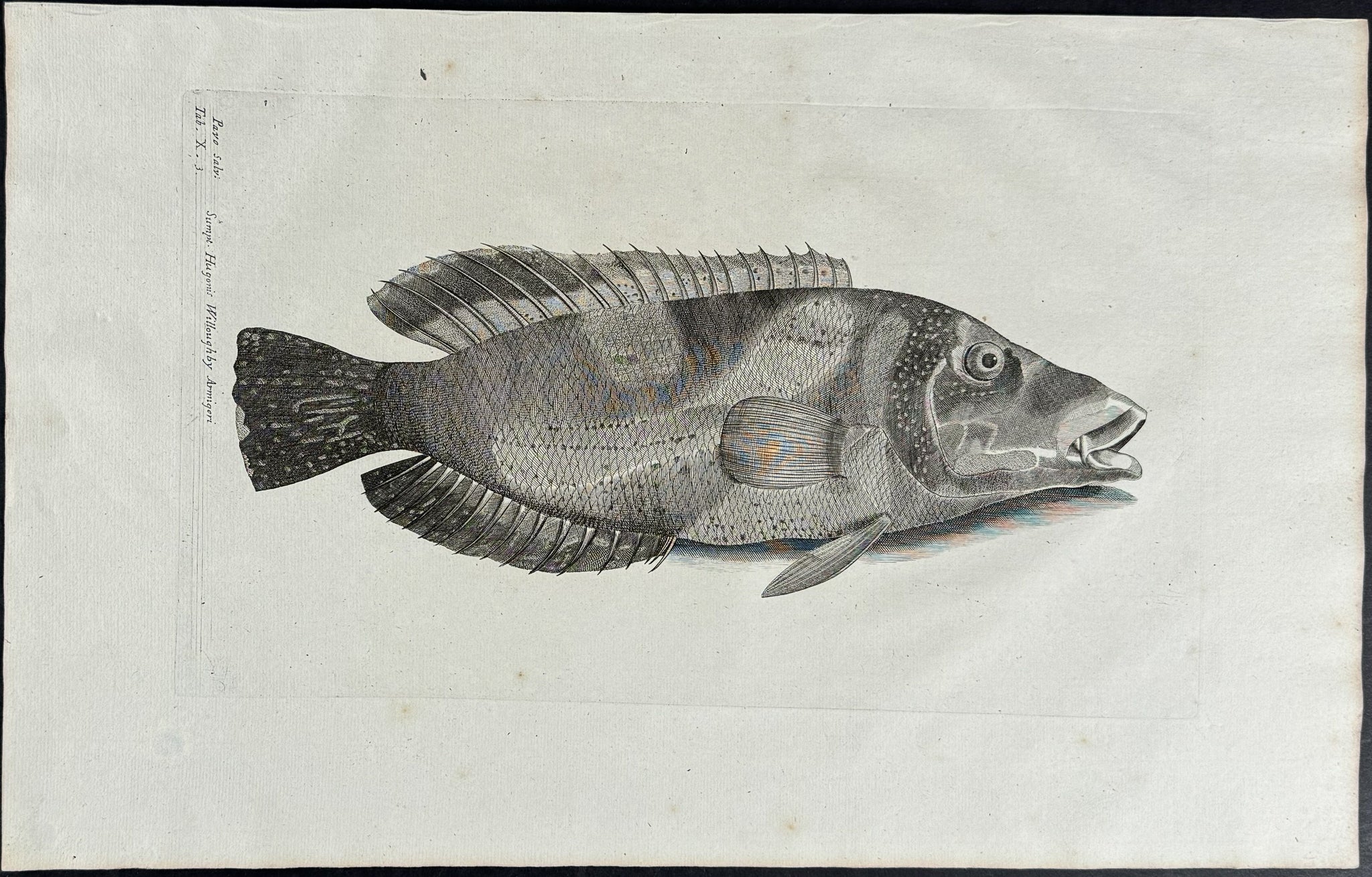 Fish or Sea Life