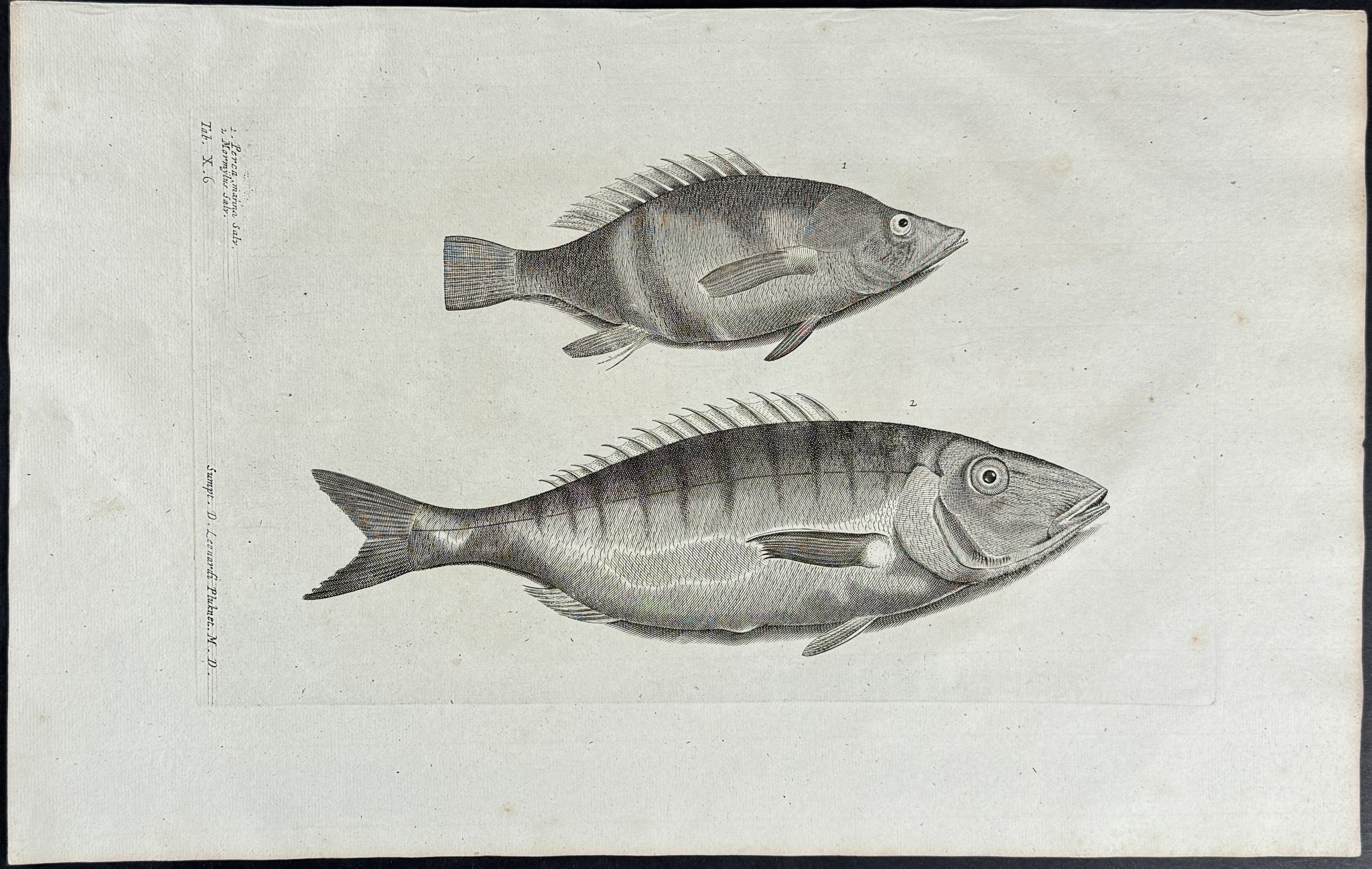Fish or Sea Life