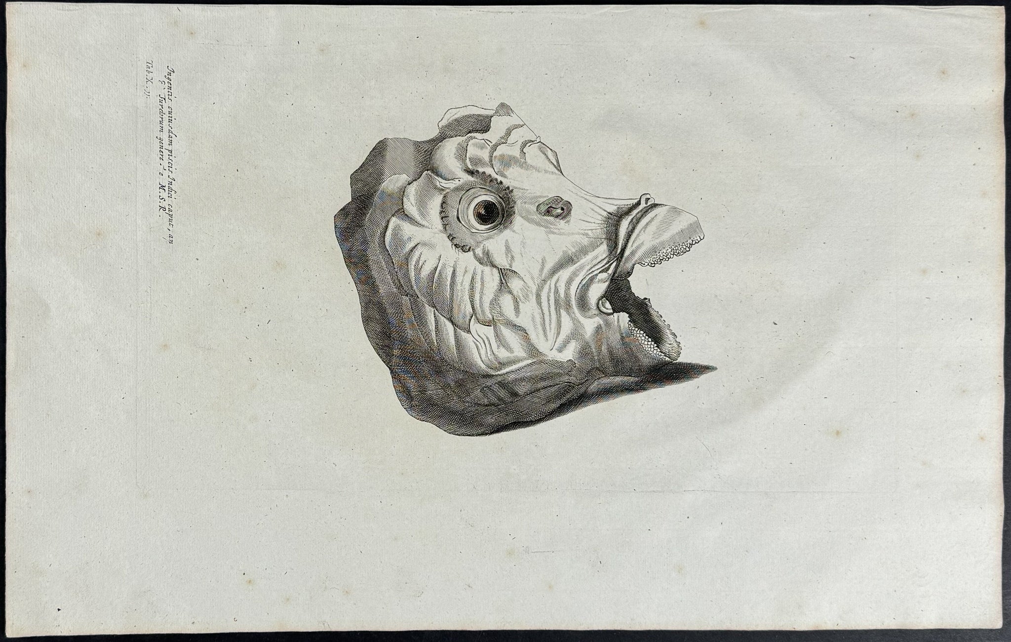 Fish Head