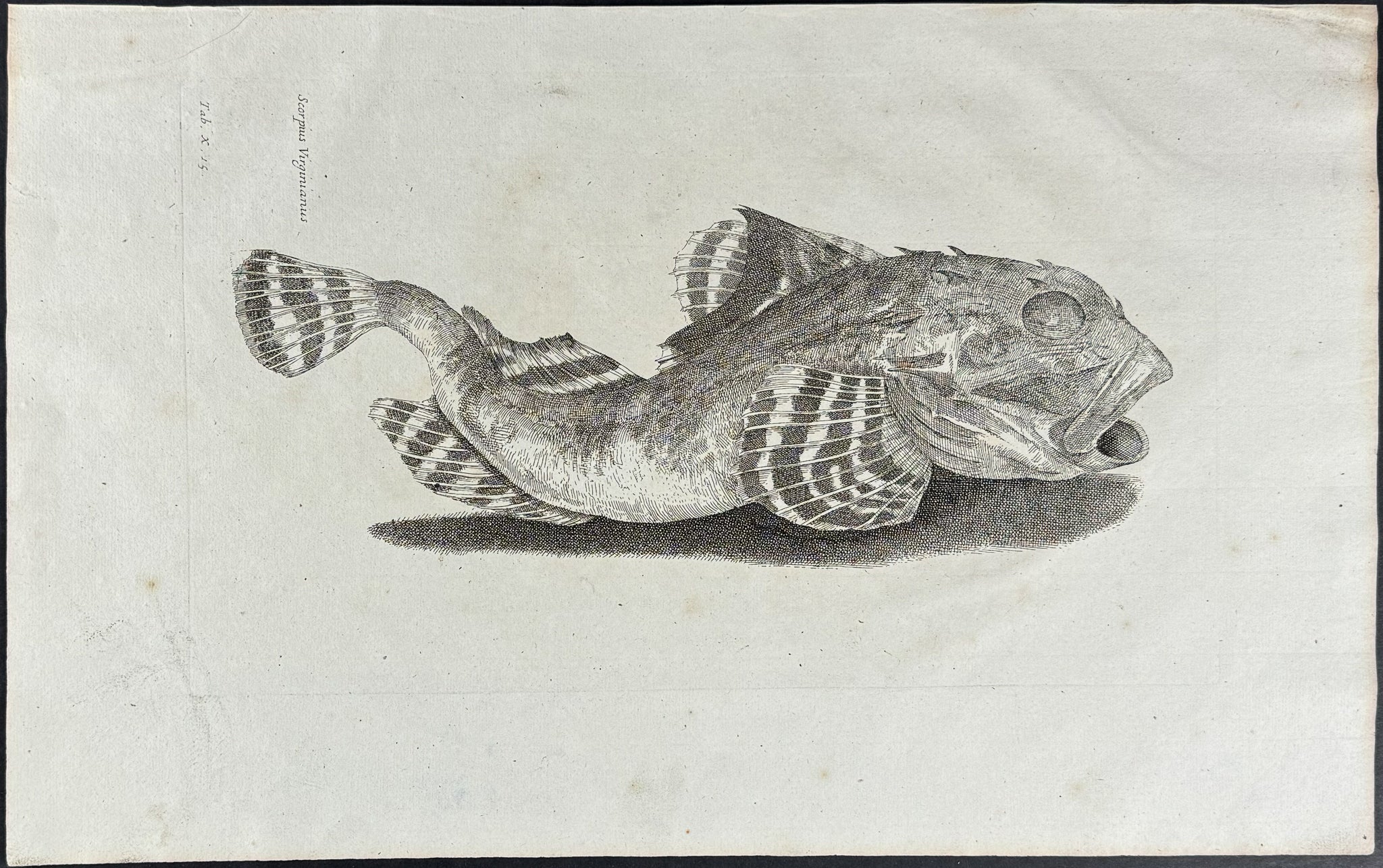 Fish or Sea Life