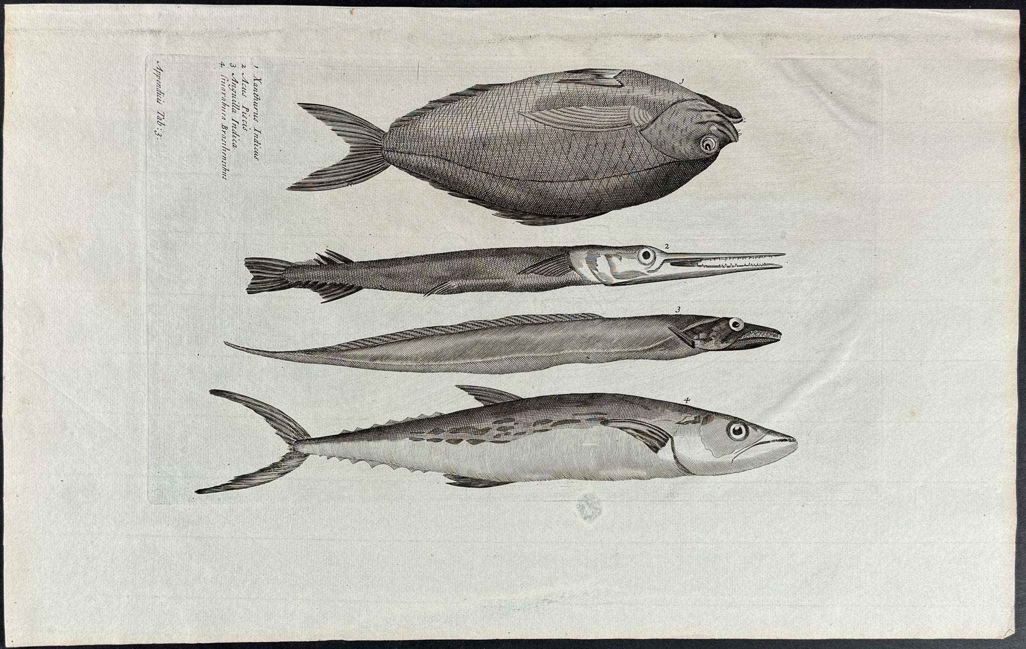 Fish or Sea Life