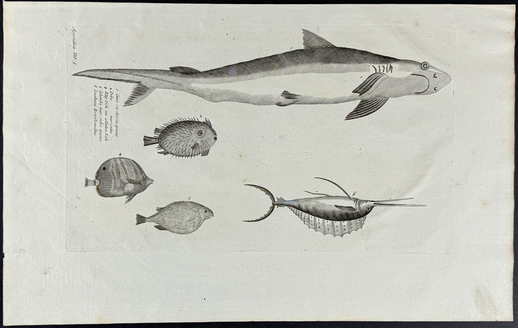 Shark, Sailfish, Blowfish, and Fish or Sea Life