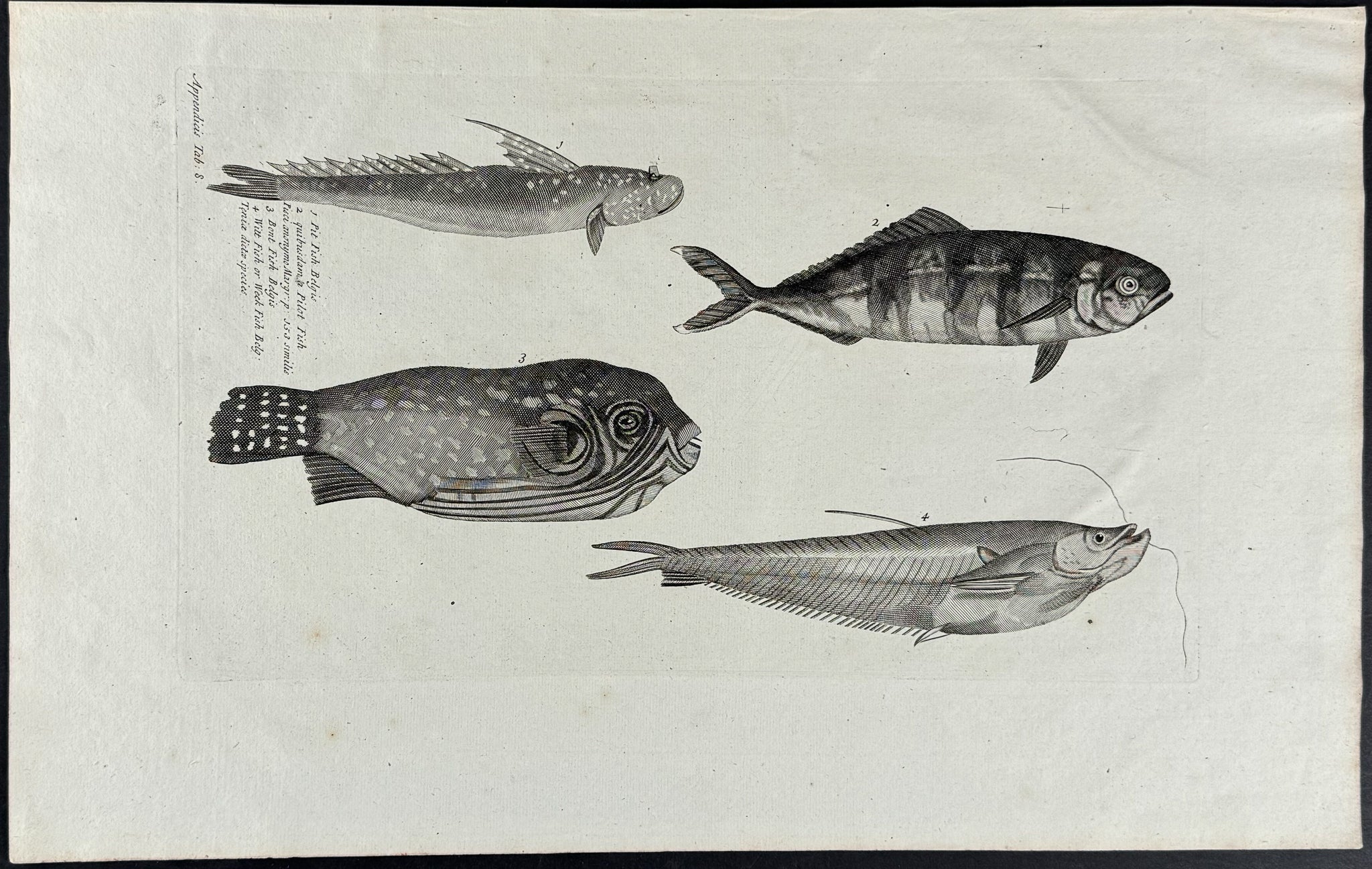 Fish or Sea Life