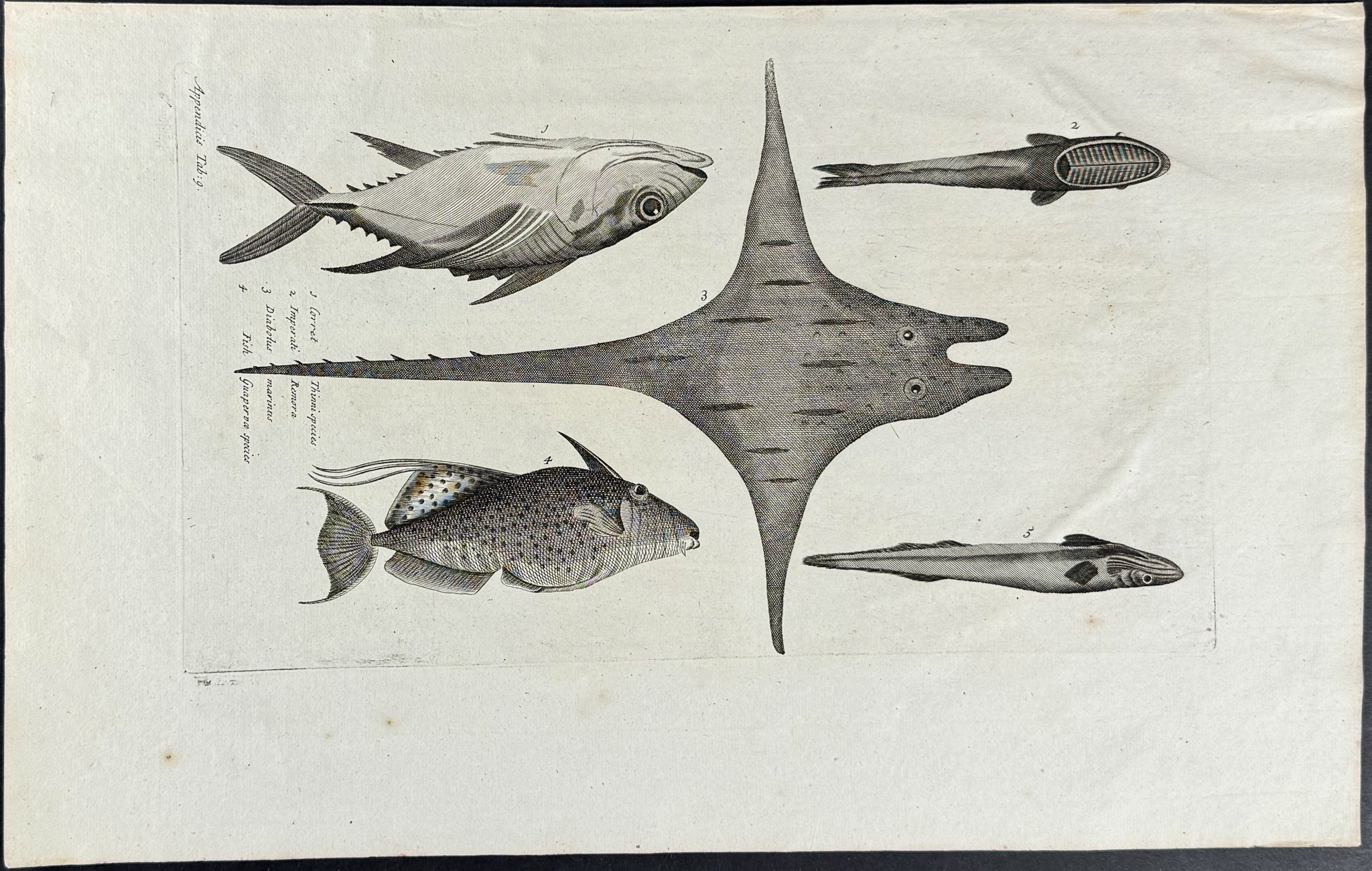 Fish or Sea Life