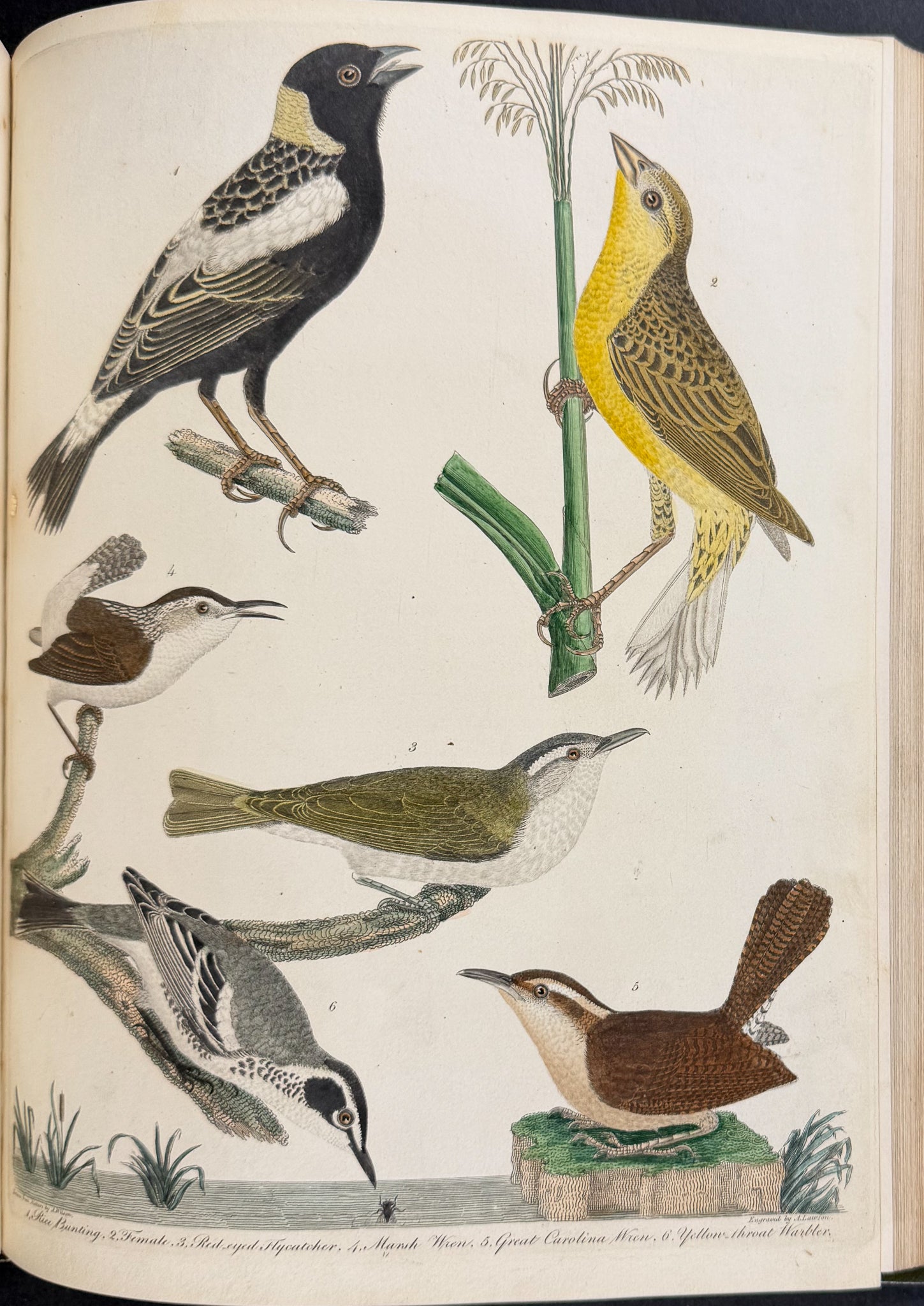 American Ornithology; or, the Natural History of the Birds of the United States