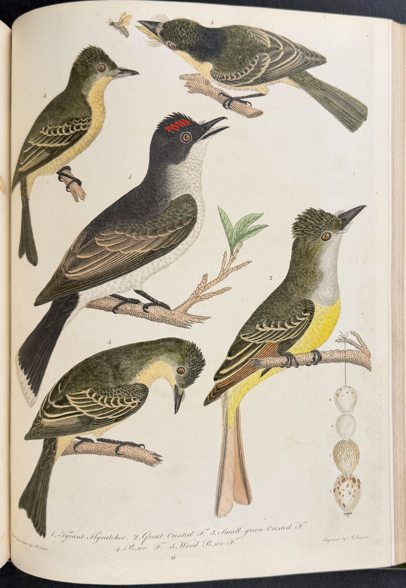 American Ornithology; or, the Natural History of the Birds of the United States